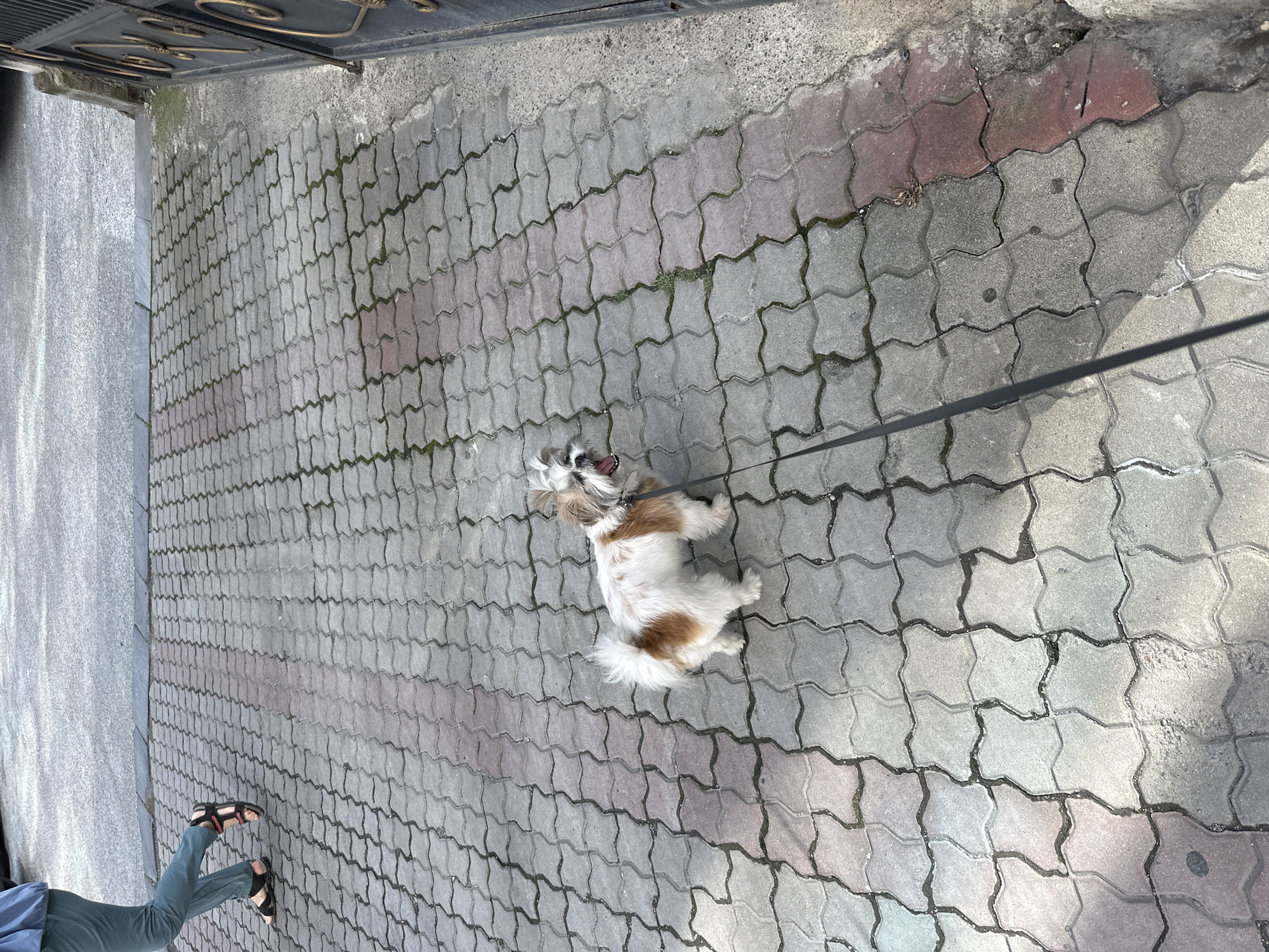 A small, fluffy dog with brown and white markings is on a leash, standing on a patterned brick walkway. The dog's mouth is open, appearing to pant or bark. A person's legs, wearing teal pants and black sandals, are visible walking in the background to the left. The walkway is made of interlocking concrete bricks, some of which are stained red. To the right, a section of a dark metal gate with decorative swirls is visible, along with a concrete curb. The scene appears to be outdoors, likely on a street or sidewalk in Batumi, Georgia, given the presence of the distinctively patterned brickwork common in the city.