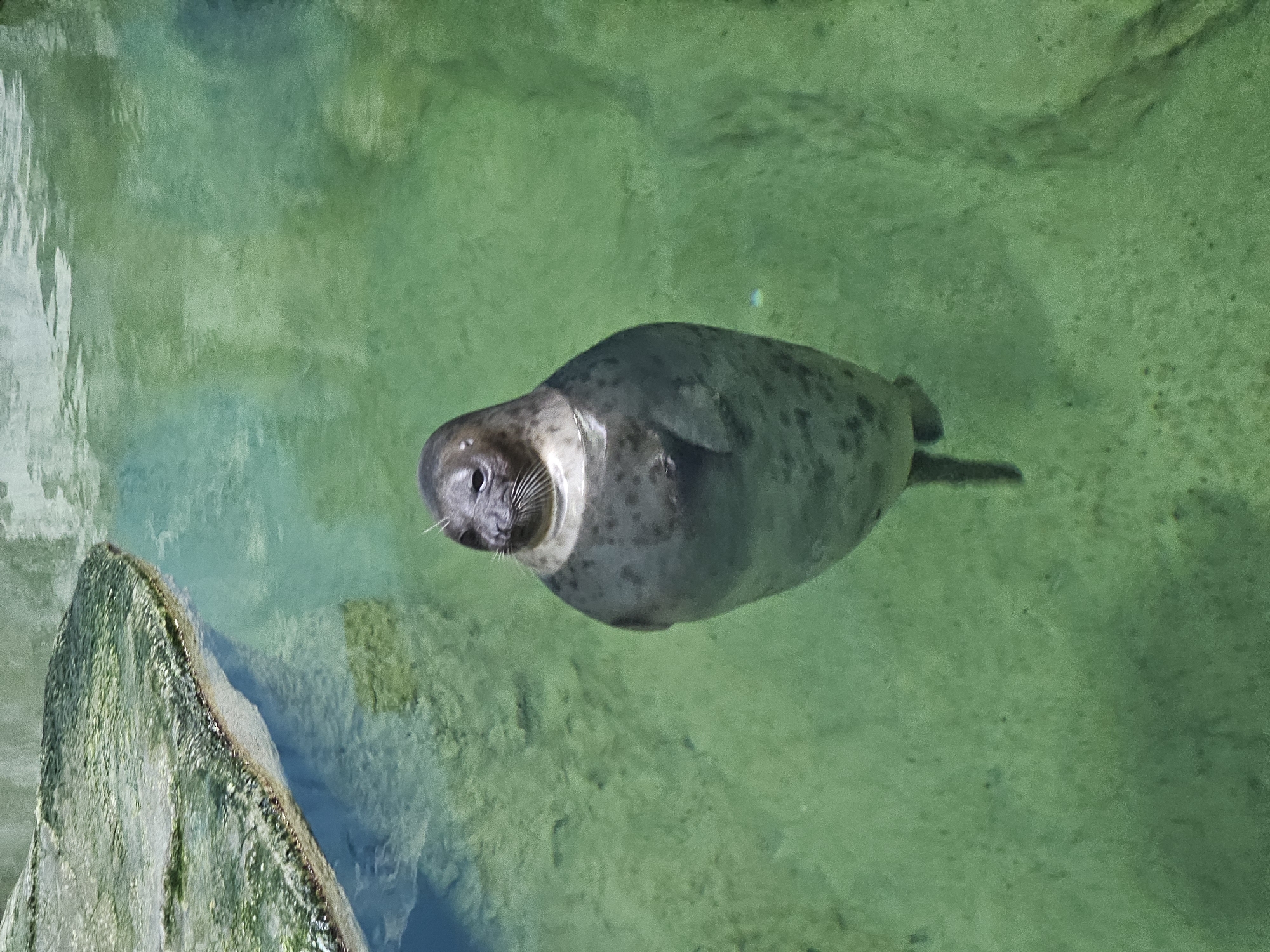 A seal swims in green water near a rock. The water is murky. The seal is grey and smooth-skinned, with whiskers. The rock is in the lower left corner of the image. The location is Khimki, Russia.