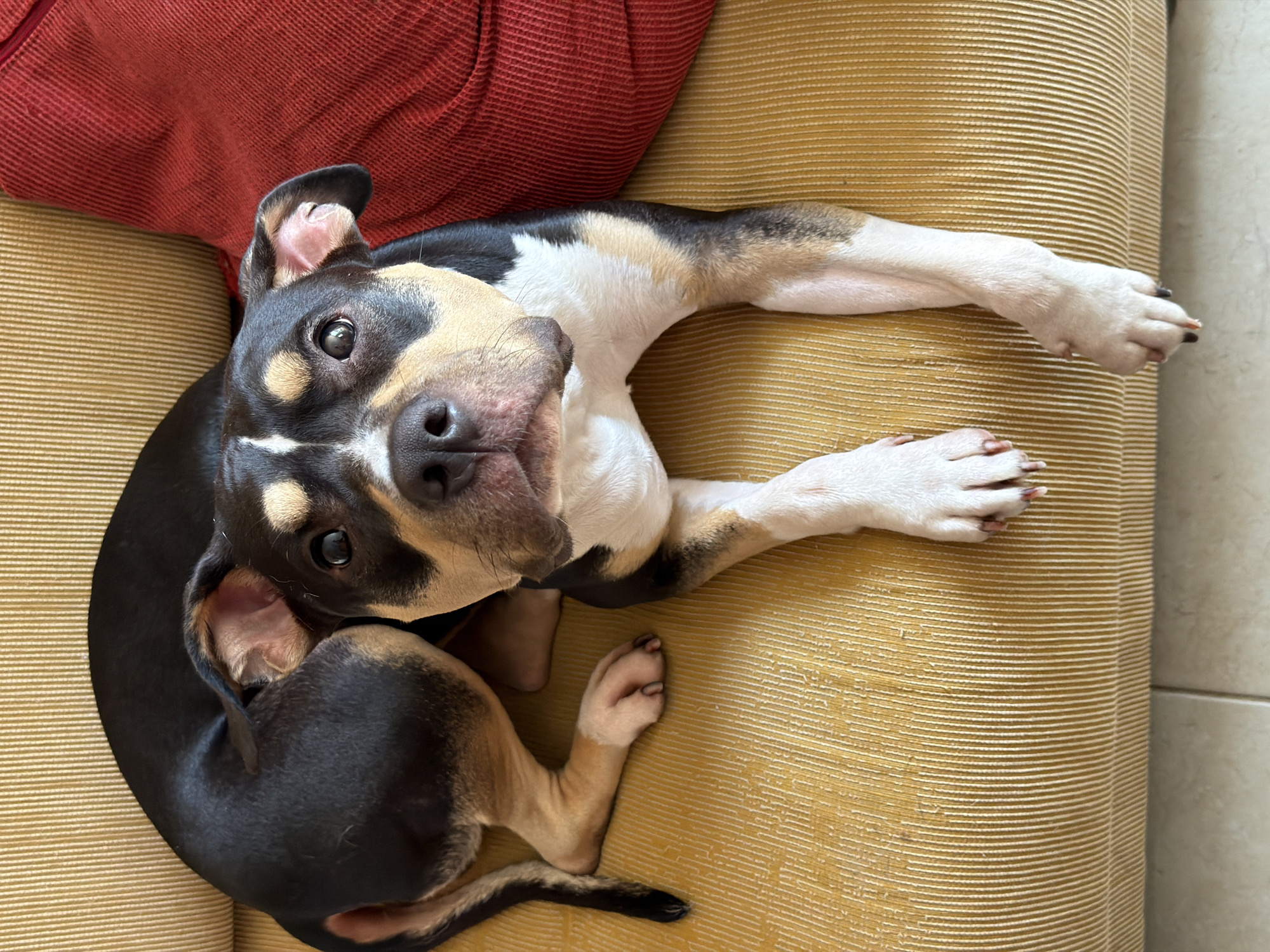 A close-up, high-angle shot shows a medium-sized dog lying on a horizontally-striped, yellow-gold upholstered sofa, with a red cushion visible in the upper left corner. The dog has a tri-color coat consisting of black, white, and tan markings. The dog's body is curled with its head facing upward and toward the camera. The dog has large brown eyes and a black nose. Its front paws are extended forward on the sofa. The background is out of focus. The location is not possible to determine.