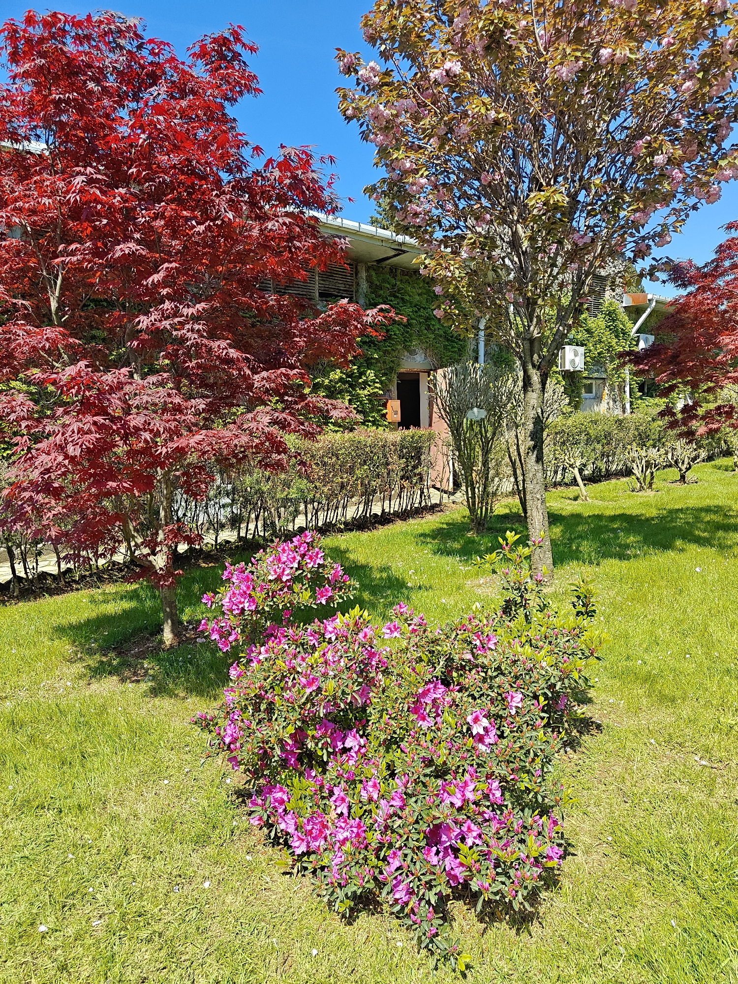 The scene is a garden in Batumi, Georgia on a sunny day. The setting features manicured green grass, trees with red and pink leaves, pink rhododendron bushes, and a building covered in ivy. The building is two stories high and has an open door on the first floor and window openings with dark slats. Air conditioning units are mounted on the building's exterior walls. Low-lying hedges run parallel to the building. There are no people visible in the image.