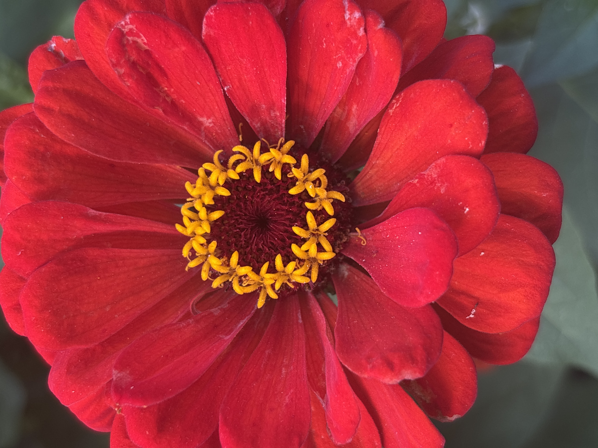 A close-up macro photograph displays the vibrant center of a red zinnia flower. The flower's numerous petals, a rich crimson hue, radiate outwards from a central disc. The disc is composed of many small, bright yellow florets, creating a striking contrast with the red petals. The petals themselves are delicate and slightly textured, with some showing subtle imperfections or dust. The background is a soft, out-of-focus green, suggesting foliage. The image is sharply focused on the flower, highlighting its intricate details and rich colors. The photograph was taken in the rural district of Yanvartsev, Kazakhstan.