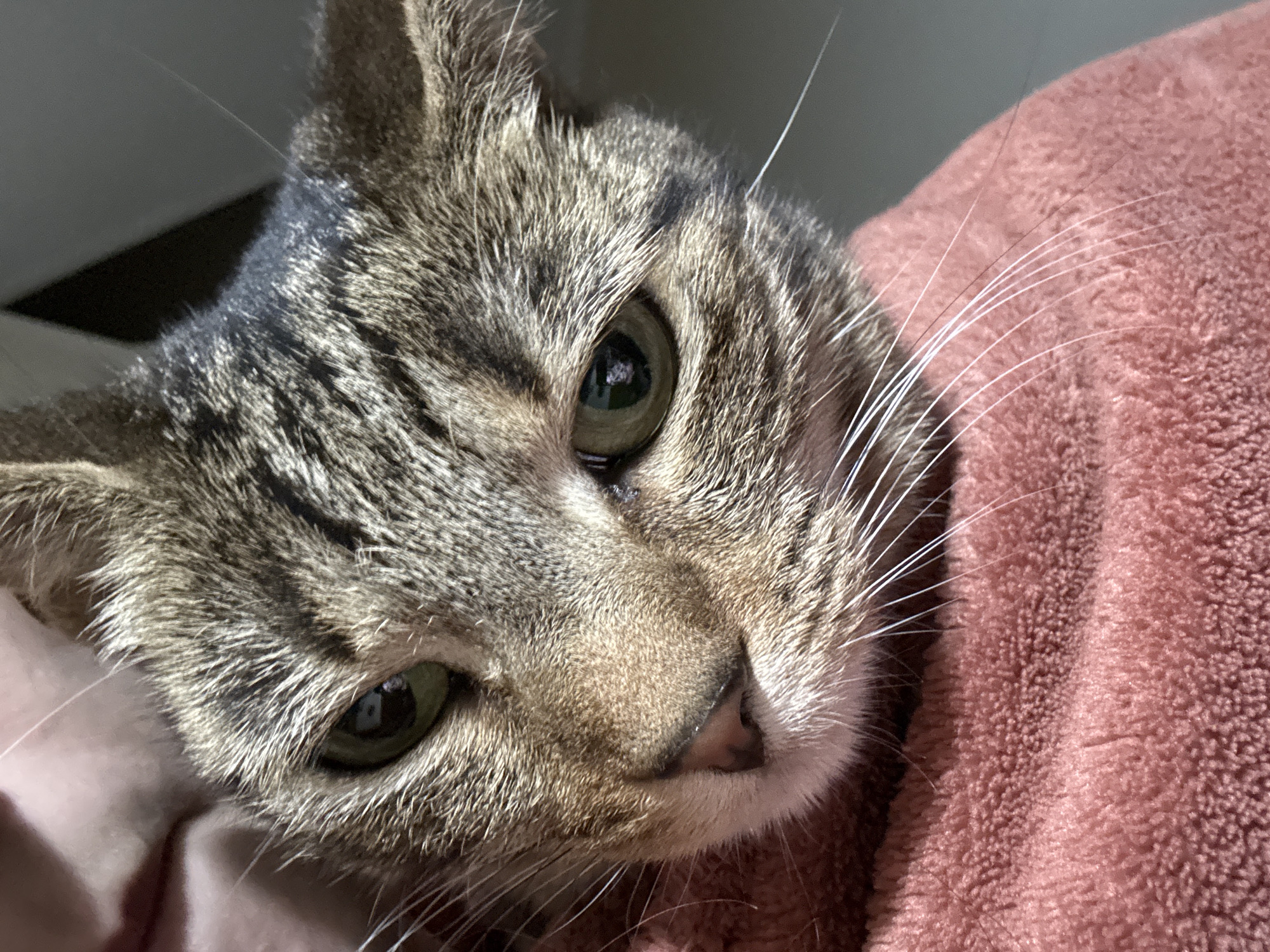 A close-up shot features a tabby cat's head and upper body resting against a pink, textured blanket or fabric. The cat has green eyes, a small pink nose, and long white whiskers. Its fur exhibits a mix of grey, brown, and black stripes. A dark shape is visible in the background, suggesting a room interior. There is no indication of the city of Desborough or any other location in the United Kingdom. No people are visible.