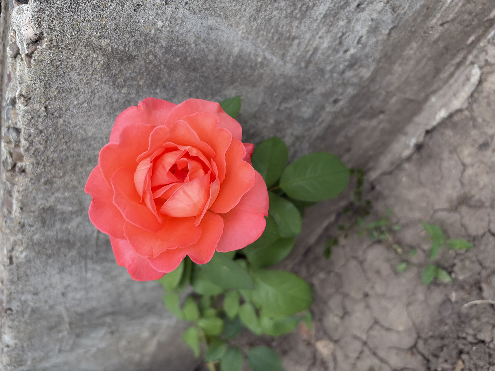 A single, vibrant coral-pink rose is the main subject, its petals unfurling in soft, delicate layers. The rose is captured from a slightly overhead perspective, its bloom filling the left-center of the frame. It is surrounded by lush green leaves, some of which are sharply in focus, while others blur into the background.
The rose is growing from a patch of dry, cracked earth, suggesting a somewhat arid or neglected environment. Behind the rose and its foliage, a rough, textured concrete surface dominates the background. This surface appears weathered and uneven, with visible variations in color and texture, ranging from light gray to darker, earthy tones. The concrete wall forms a backdrop that contrasts sharply with the soft, organic beauty of the rose.
To the right of the rose, the cracked earth continues, with a few small, sparse green plants peeking through the dry soil. These plants are out of focus, emphasizing the rose as the primary point of interest. The lighting suggests it is daytime, with soft, diffused light that highlights the color of the rose without harsh shadows. There are no people visible in the image, nor any text. The overall impression is one of resilience and delicate beauty found in an otherwise stark and possibly challenging environment. The setting appears to be outdoors, possibly in a garden or a neglected urban area.