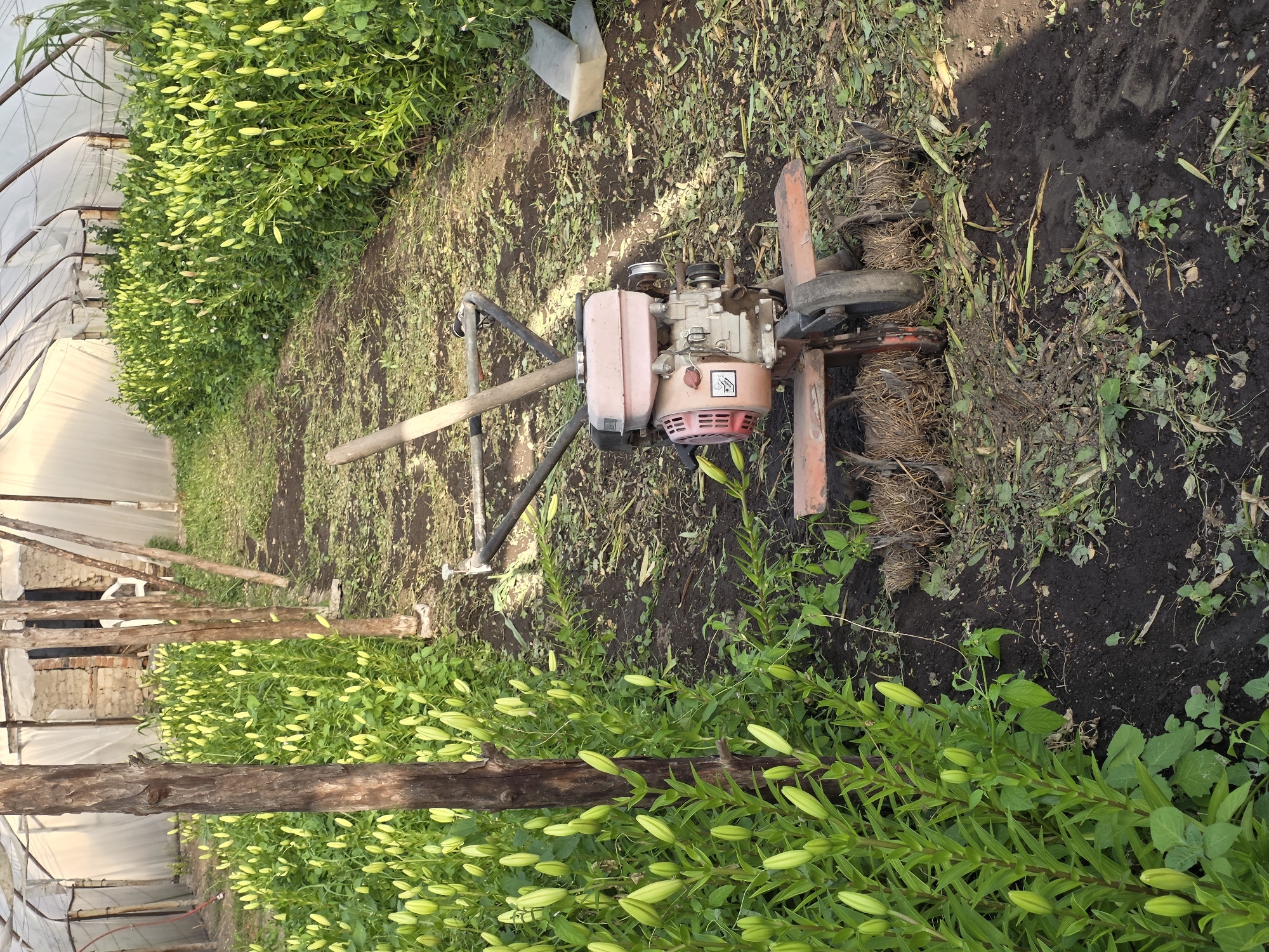 This media file captures the interior of a greenhouse or polytunnel, likely located in Yagodovo, Bulgaria, dedicated to cultivating flowering plants. The scene features two long, dense rows of plants, possibly lilies, laden with numerous elongated, light green flower buds, indicating they are nearing bloom. These rows flank a central, unpaved aisle that runs the length of the structure.
A small, gas-powered garden tiller or cultivator is centrally positioned in this aisle. The machine consists of a compact engine unit with a pinkish-beige fuel tank and metallic components, mounted on a reddish frame. A safety sticker, featuring a warning symbol (an exclamation mark within a triangle), is visible on the engine's casing. The tiller's rotating blades, or tines, on its right side, are caked with dried soil and plant debris, suggesting recent or ongoing use for soil preparation or weeding. The ground in the aisle is dark, tilled earth, with scattered weeds and plant residue.
The greenhouse structure is evident from the translucent plastic sheeting forming the walls and roof, supported by sturdy wooden posts and crossbeams. Natural, diffused light illuminates the interior, indicating it is daytime. The absence of open flowers and the presence of the tiller suggest a period of active growth and maintenance in this agricultural setting. No people are visible in the image.