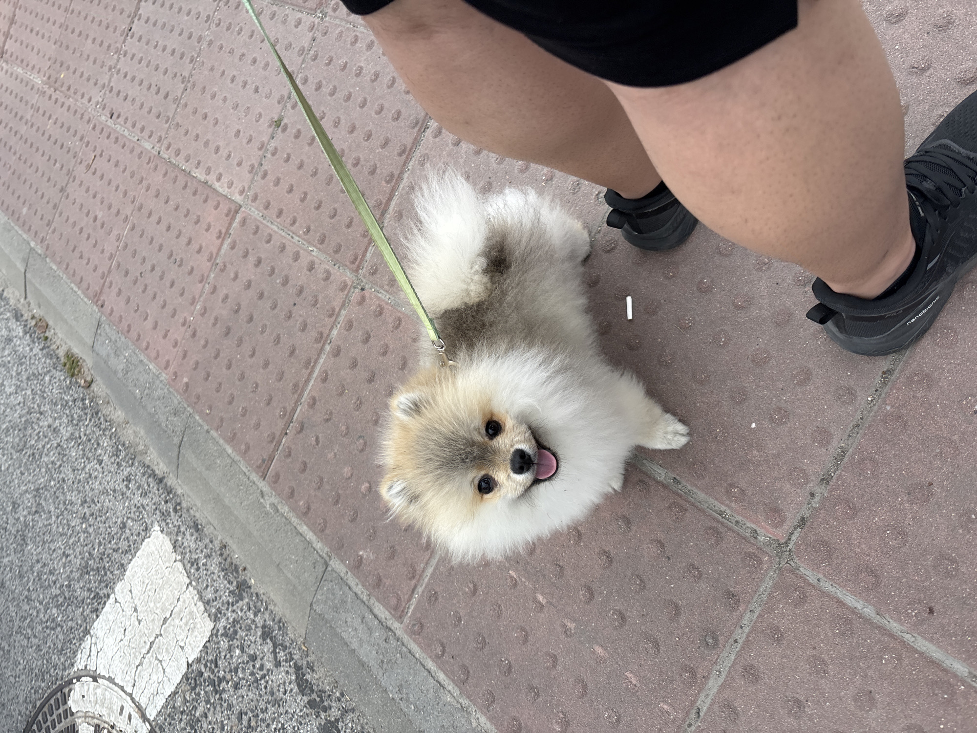 A tan and white Pomeranian dog on a leash is positioned on a brick walkway next to a person's legs wearing black shorts and sneakers. The dog is looking upwards with its tongue visible. The location is indicated by the brickwork on the sidewalk, commonly used in Plovdiv, Bulgaria. The scene suggests a casual walk.
