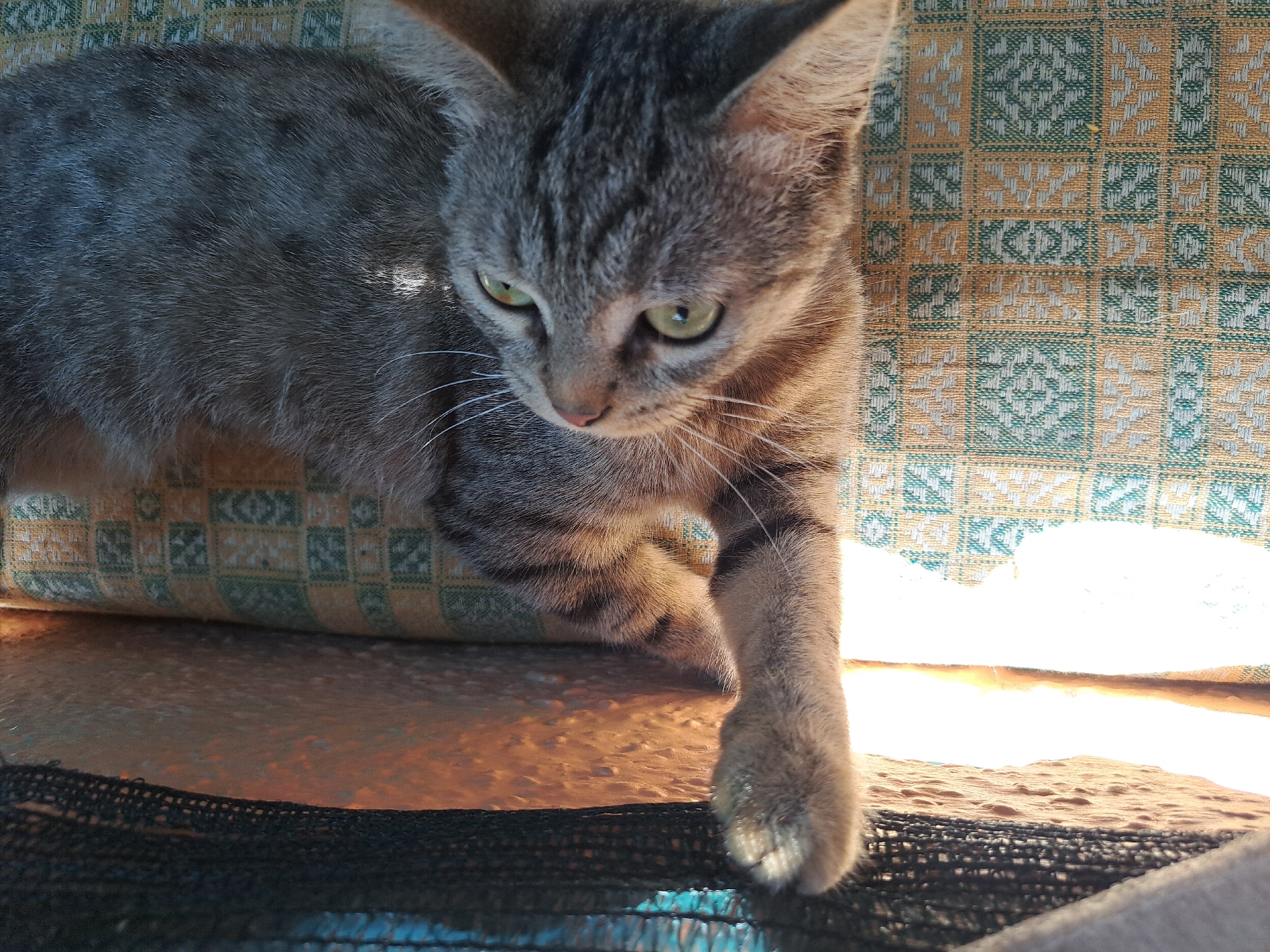 A domestic short-haired tabby cat is lying on its side on a patterned textile surface, likely a chair or cushion. The cat has green eyes, gray and brown striped fur, and white whiskers. Its left paw is extended forward. To the left of the cat is a dark mesh material and an orange textured surface, illuminated by bright light coming from the right. The patterned textile beneath the cat features a repeating geometric design in shades of yellow, green, and white. The scene appears to be outdoors, possibly on a balcony or patio, given the natural light and the presence of the mesh material which could be for insect protection or shade. There are no people or other animals visible in the image. The location is Vypasne, Ukraine.
