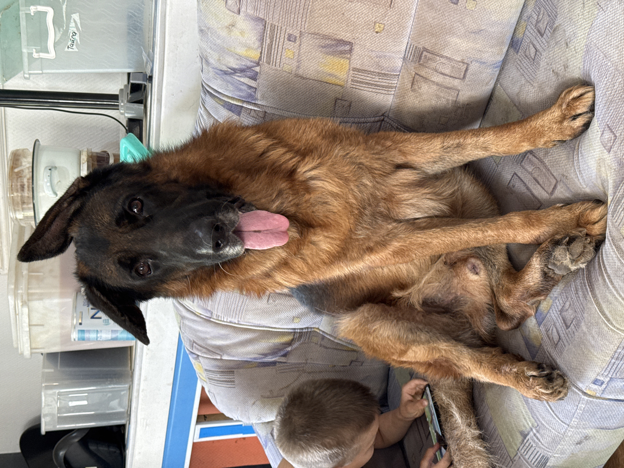 An adult German Shepherd dog is sitting on a patterned sofa with its tongue hanging out. A young child is to the left of the dog, looking at a phone or tablet. In the background, shelves hold various containers, including clear plastic bins and a light blue container with writing that appears to say "Taira". A black pole is also visible in the background. The scene appears to be indoors, possibly in a residential setting in Rusalevka, Russia.