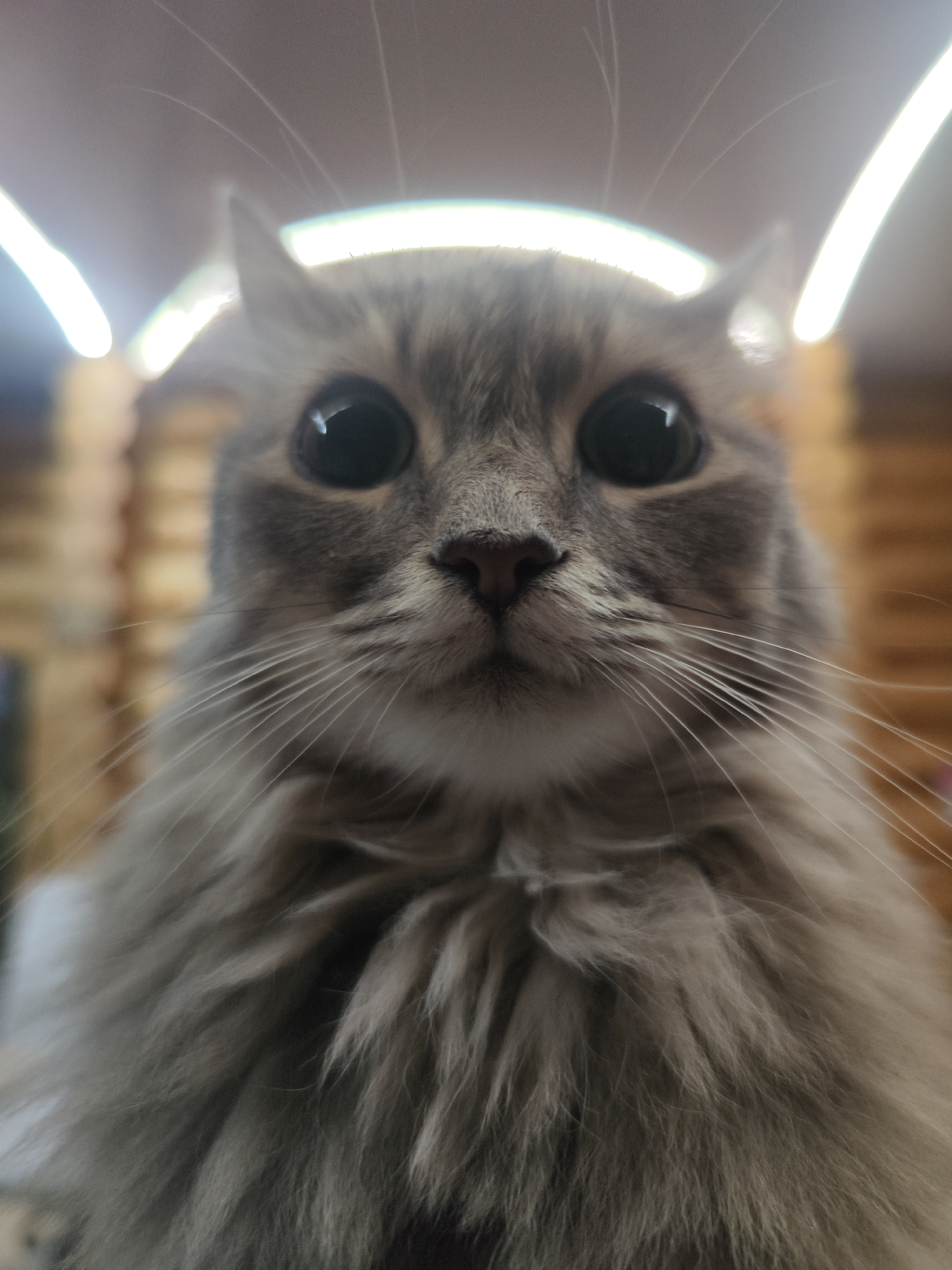 A close-up, eye-level portrait of a domestic cat with long, fluffy grey and white fur is captured in this image from Chaikovsky, Russia. The cat's face is positioned very close to the camera, giving a slightly distorted, wide-angle perspective. Its most prominent features are its large, black, dilated pupils, which reflect bright, curved artificial light sources positioned overhead. A small, dark pink nose sits centrally on its face, from which numerous long, white whiskers extend outwards. The cat's pointed ears are partially visible at the top of its head, and its voluminous fur cascades around its neck and chest. The background is blurred, showing warm, horizontal textures that suggest an indoor setting, possibly with wooden elements, and bright light flares from ceiling illumination. The cat looks directly into the camera with an intense, wide-eyed expression, conveying curiosity or surprise. No text is visible in the image.