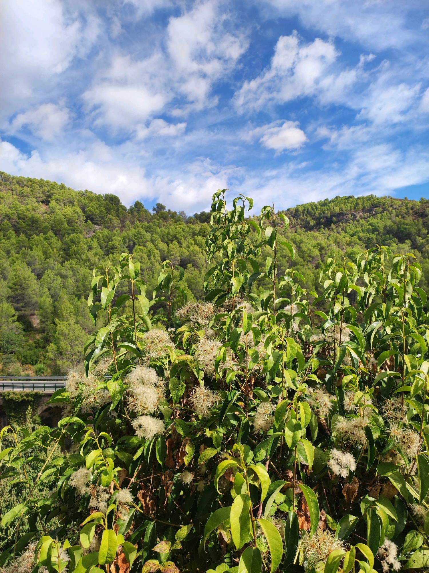 A view of a tree with white flowers in the foreground, with a green forested hill and a blue sky with white clouds in the background. A road with a guardrail is visible on the left side of the image, partially obscured by the tree. The location is Sueras, Spain.