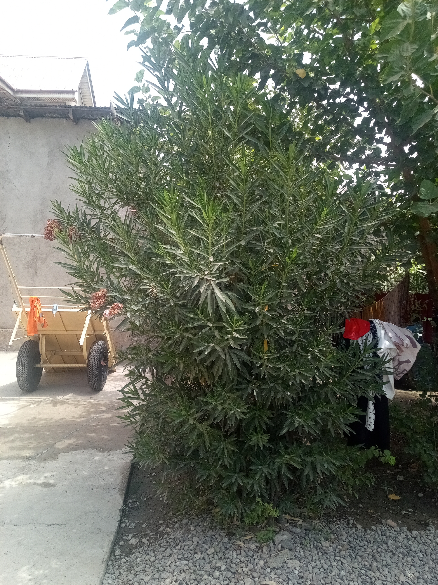 The image shows a sun-drenched courtyard, likely in Dushanbe, Tajikistan, given the architectural style of the building and the presence of lush greenery. A prominent oleander bush dominates the foreground, its long, slender leaves reaching outwards. Behind the bush, a two-wheeled utility cart, painted a pale yellow, is positioned on a concrete path. An orange garment is draped over the front of the cart. To the right of the oleander bush, clothes are hanging to dry on a line, partially obscured by the foliage. In the background, a building with a corrugated metal roof is visible, and a grey concrete wall runs along the property line. The ground is a mix of concrete paving and small grey stones. The overall impression is of a well-used outdoor space, typical of a residential area in Tajikistan.