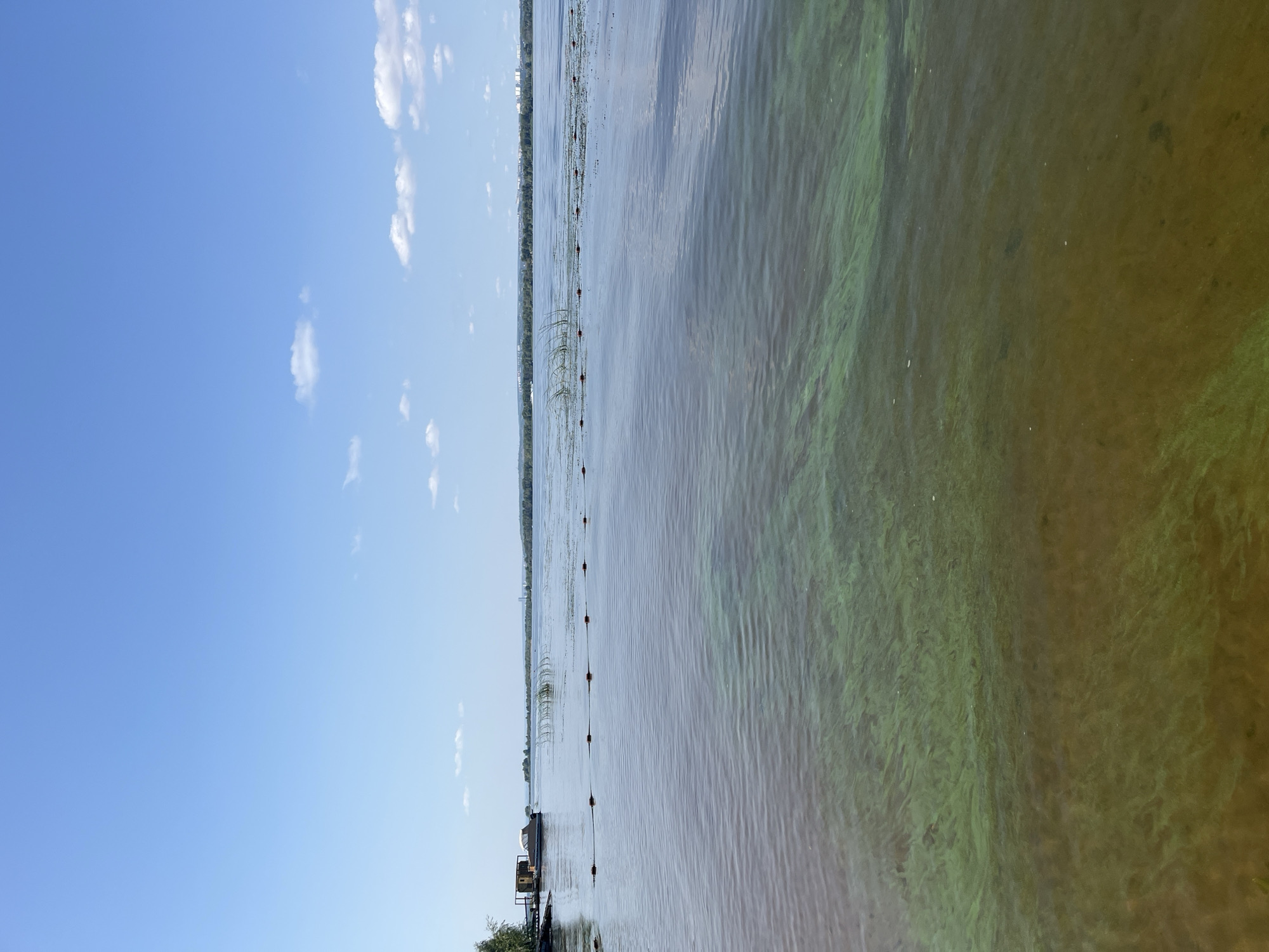 The image depicts a wide, calm river on a sunny day, with a clear blue sky dotted with a few white clouds. On the left side of the river, a small houseboat is docked near the bank, partially obscured by trees. A line of buoys stretches across the water, marking a boundary. The river's surface shows patterns of green algae bloom, particularly in the foreground and mid-ground, contrasting with the otherwise clear water. In the distance, a treeline marks the opposite bank, with a few buildings visible on the horizon, suggesting a populated area. The overall scene conveys a sense of peaceful summer day by the water. The location is Shumeika, Russia.