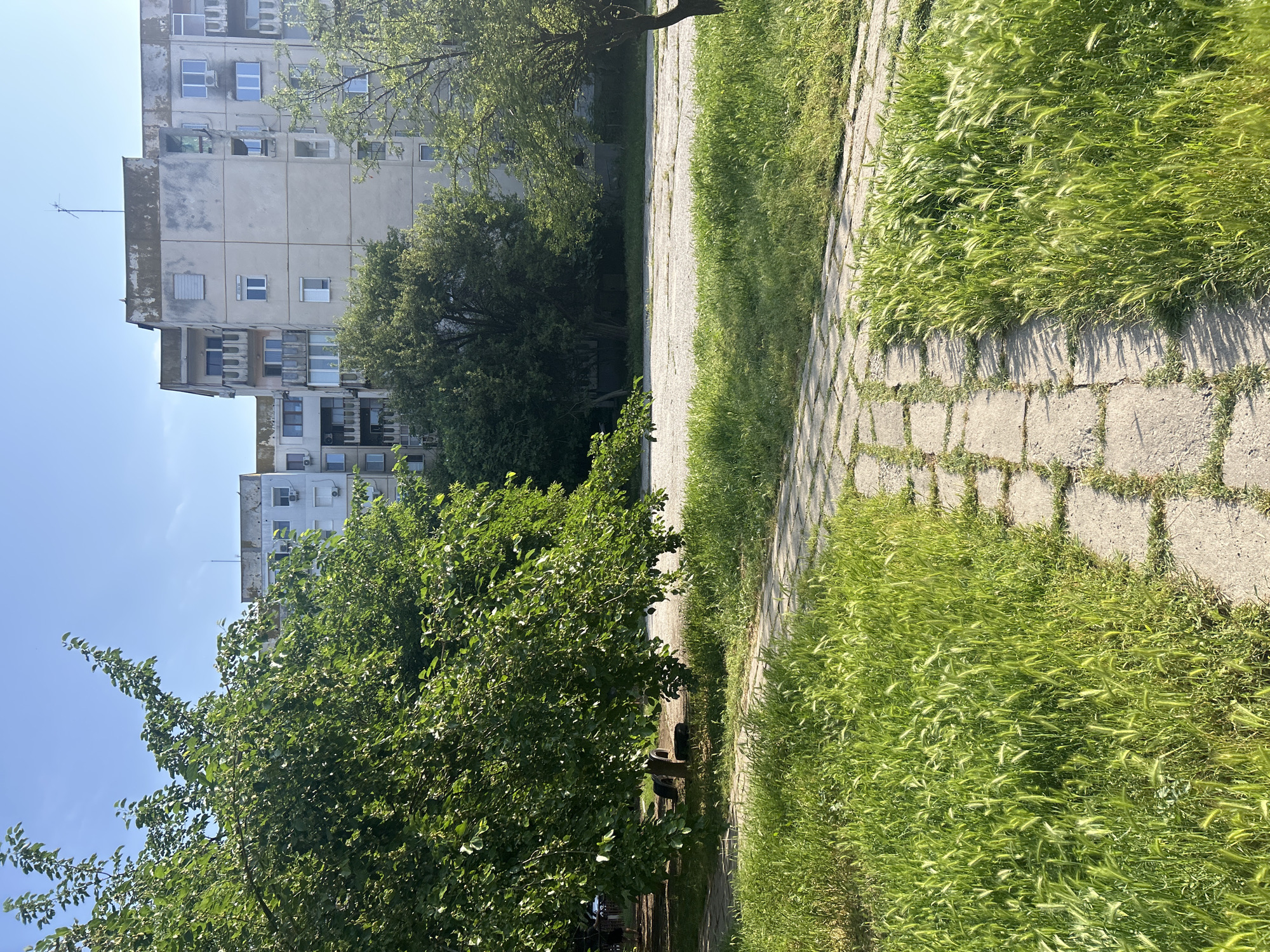 The image displays an outdoor scene dominated by an old, multi-story apartment building, a paved path, and abundant greenery under a clear blue sky.
The prominent subject is a tall, grey apartment building, likely constructed from concrete or stucco, showing signs of age and wear. It features numerous windows, some of which are open or have external air conditioning units. Several balconies are visible on its facade. A small antenna protrudes from the building's roof.
In the foreground and midground, a path made of irregularly shaped concrete slabs or pavers winds through a grassy area. Lush green grass, characterized by noticeable seed heads (resembling foxtail barley or similar species), grows thickly on either side of the path and in the gaps between the paving stones.
Several deciduous trees with dense, green foliage are scattered throughout the scene, offering shade. Underneath one of the trees in the midground, three dark, discarded tires are visible.
The weather appears clear and sunny, indicated by the bright blue sky and the distinct shadows cast by the grass onto the paved path, suggesting a mid-morning or afternoon time of day. There are no people visible, and no specific activity is taking place, rendering the scene quiet and still.
Given the architectural style of the building, the scene is consistent with an urban or suburban environment, specifically in Plovdiv, Bulgaria. There is no visible text in the image.