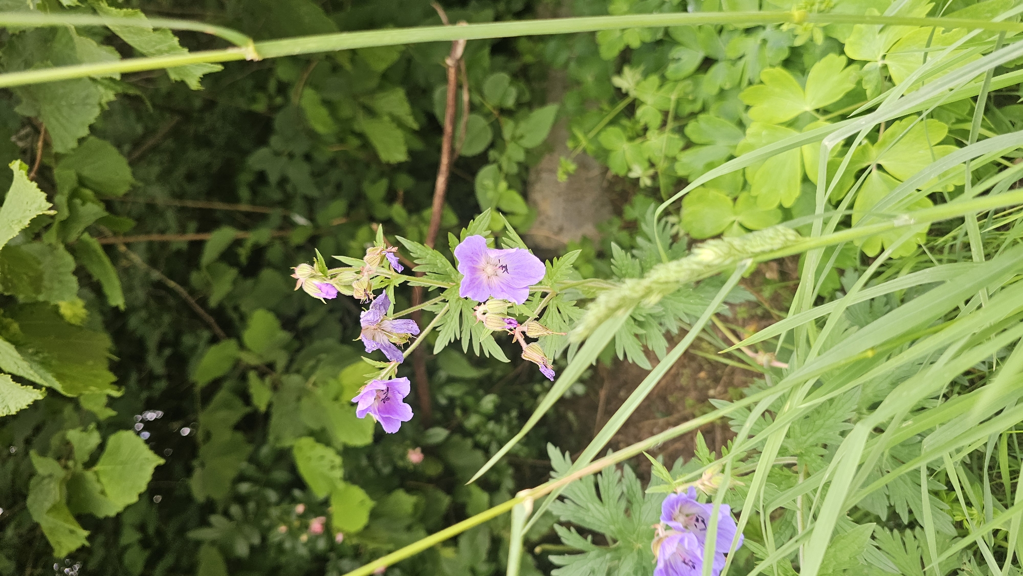 The image depicts a close-up view of wild purple flowers and green foliage in an outdoor setting. In the foreground, blades of grass and a spike of grain are prominent, with a few of the purple flowers in focus. The flowers have five petals each, with darker veining. Behind the flowers and grass, a dense background of green leaves from trees and shrubs is visible. A hint of a brown branch or log can be seen in the mid-ground. The lighting suggests an overcast day, with diffused light and no harsh shadows. The scene is naturalistic and appears to be in a rural or semi-wild area, consistent with a location like Boussu-lez-Walcourt, Belgium, where such flora is common. There are no people or animals present in the image. The composition is vertical, with the flowers as the main subject.