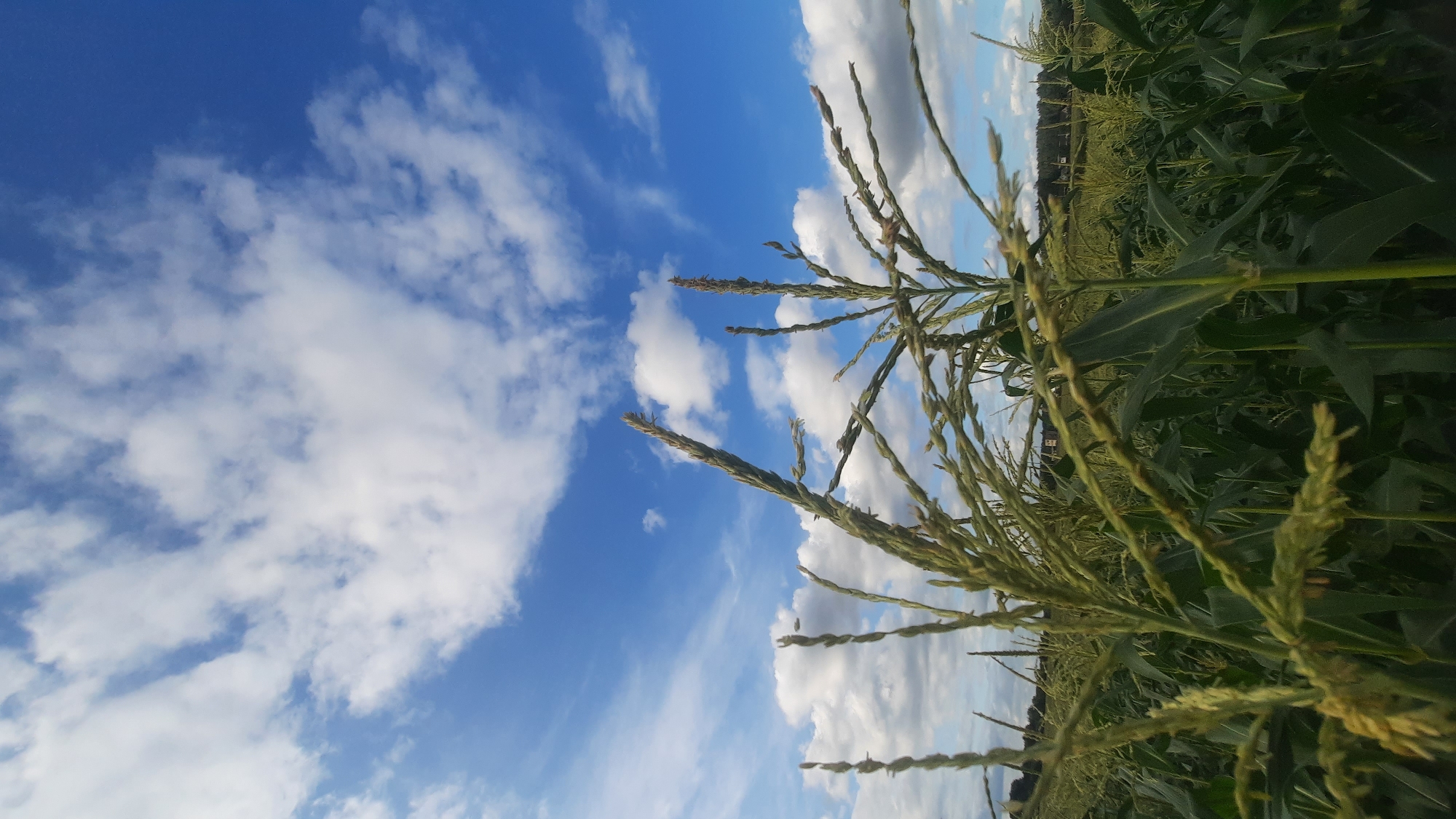 The image depicts a close-up view of a cornfield under a bright blue sky with scattered white clouds. In the foreground, the tops of several corn stalks are prominently featured, with their green tassels and leaves filling the lower half of the frame. The background shows a dense field of corn stretching towards a tree line, with a few distant buildings visible on the horizon. The lighting suggests it is daytime, possibly late afternoon given the slightly diffused sunlight. There are no people or animals visible in the image. The scene appears to be in a rural area, likely agricultural land. The specific location within the city of Shklov, Belarus, cannot be determined from the image alone.