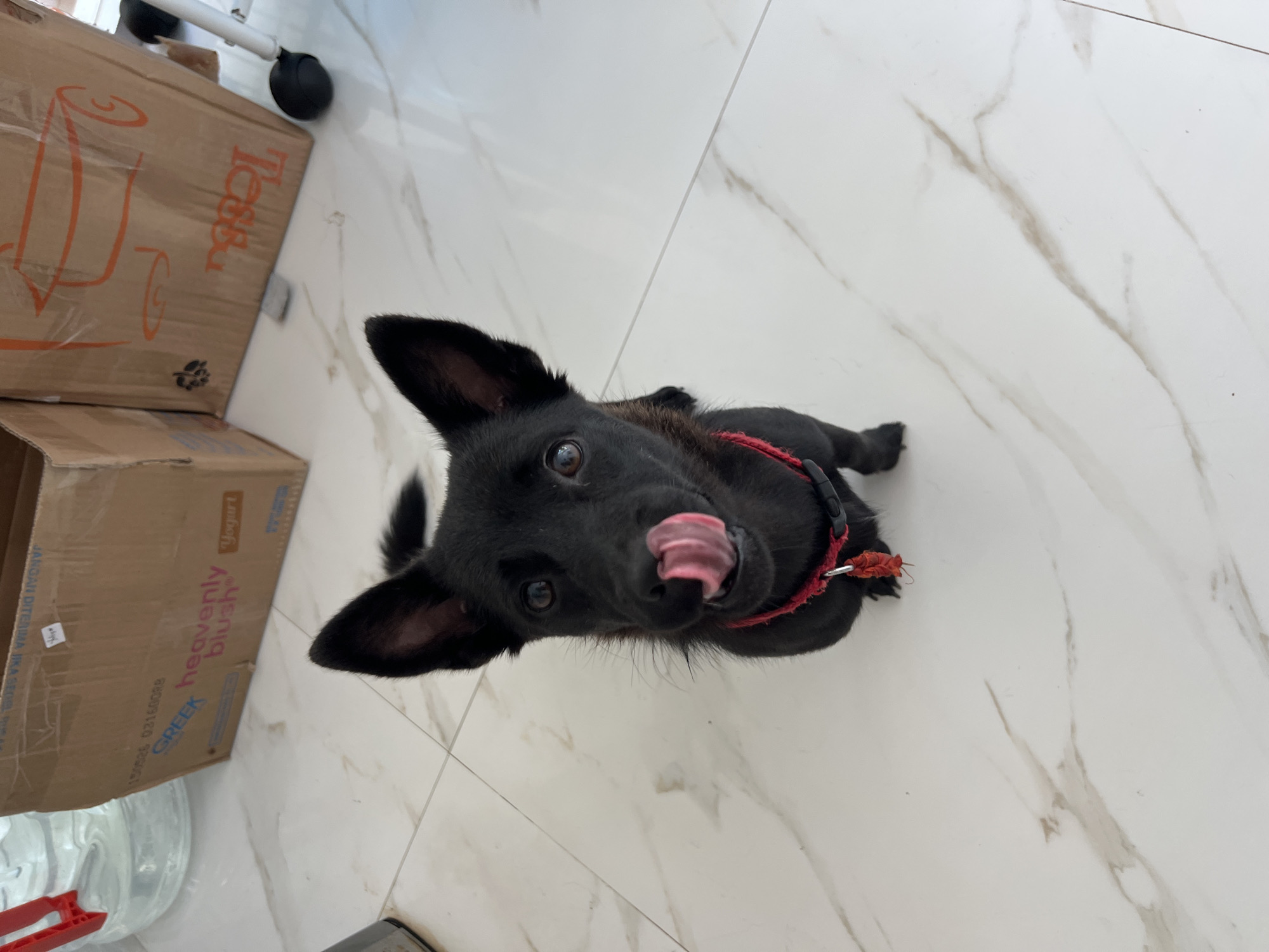 A black dog is sitting on a white marble-like tile floor. The dog has a red collar and is looking up at the camera with its tongue sticking out. In the background, there are cardboard boxes and a water dispenser. The location is Unknown, Unknown.