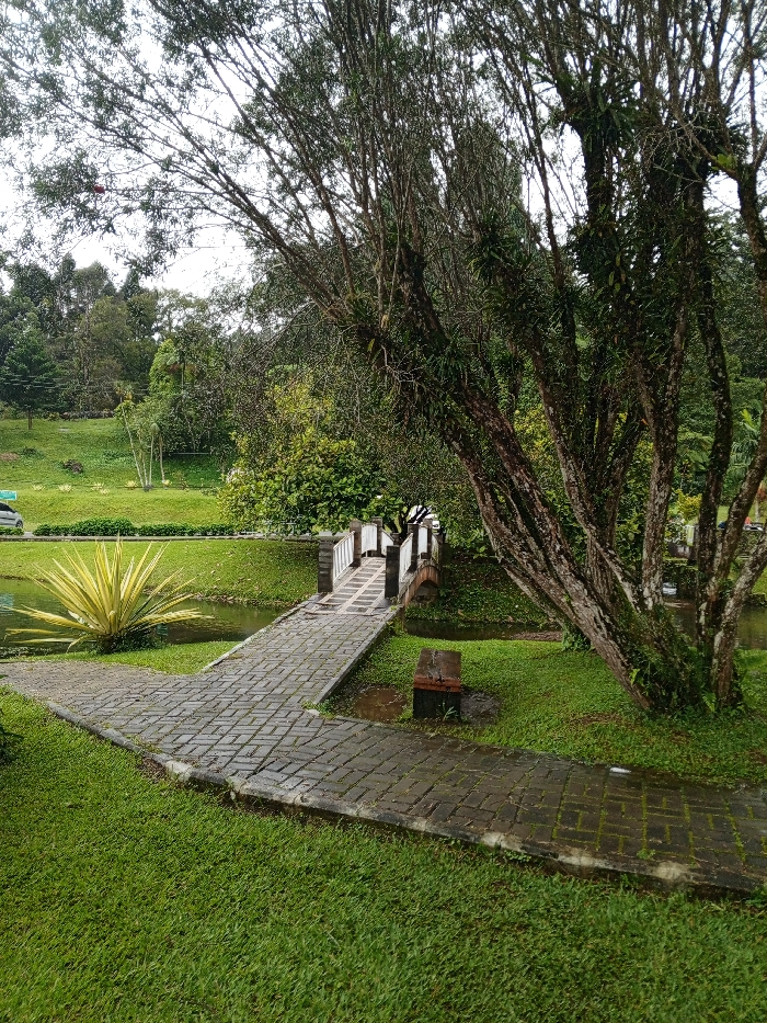 This image captures a serene outdoor scene, likely a park or botanical garden, in Khe Sanh Commune, Vietnam. The overall impression is one of lush greenery and natural tranquility under an overcast sky.
In the foreground, vibrant green grass slopes gently towards a paved pathway made of interlocking grey bricks. This path curves to the right, leading towards a small, picturesque bridge. To the left of the path, a striking plant with stiff, sword-like yellow and green leaves stands prominently beside a calm body of water, possibly a pond or stream.
The midground features a wooden footbridge with white railings and brown accents, spanning the water. The bridge's deck is also paved with bricks, matching the path. To the right of the bridge, a simple wooden bench rests on a small patch of grass. Dominating the right side of the frame are several large, mature trees with rough, textured bark and a dense canopy of leaves, some of which appear to have epiphytes growing on them. Their branches extend upwards and across, framing the scene.
In the background, a gently rolling landscape is covered in abundant green grass and dense foliage, indicating a rich natural environment. Various trees and shrubs create a layered appearance of different shades of green. A glimpse of a light-colored car is visible on the far left, behind a row of neatly kept hedges, suggesting a road or parking area nearby but subtly integrated into the landscape.
There are no people or specific activities taking place, contributing to the peaceful atmosphere. The cloudy sky suggests either an overcast day or the soft light of early morning or late afternoon. The surfaces of the paved path and surrounding ground appear slightly damp, hinting at recent rainfall or high humidity. No visible text is present in the image.
