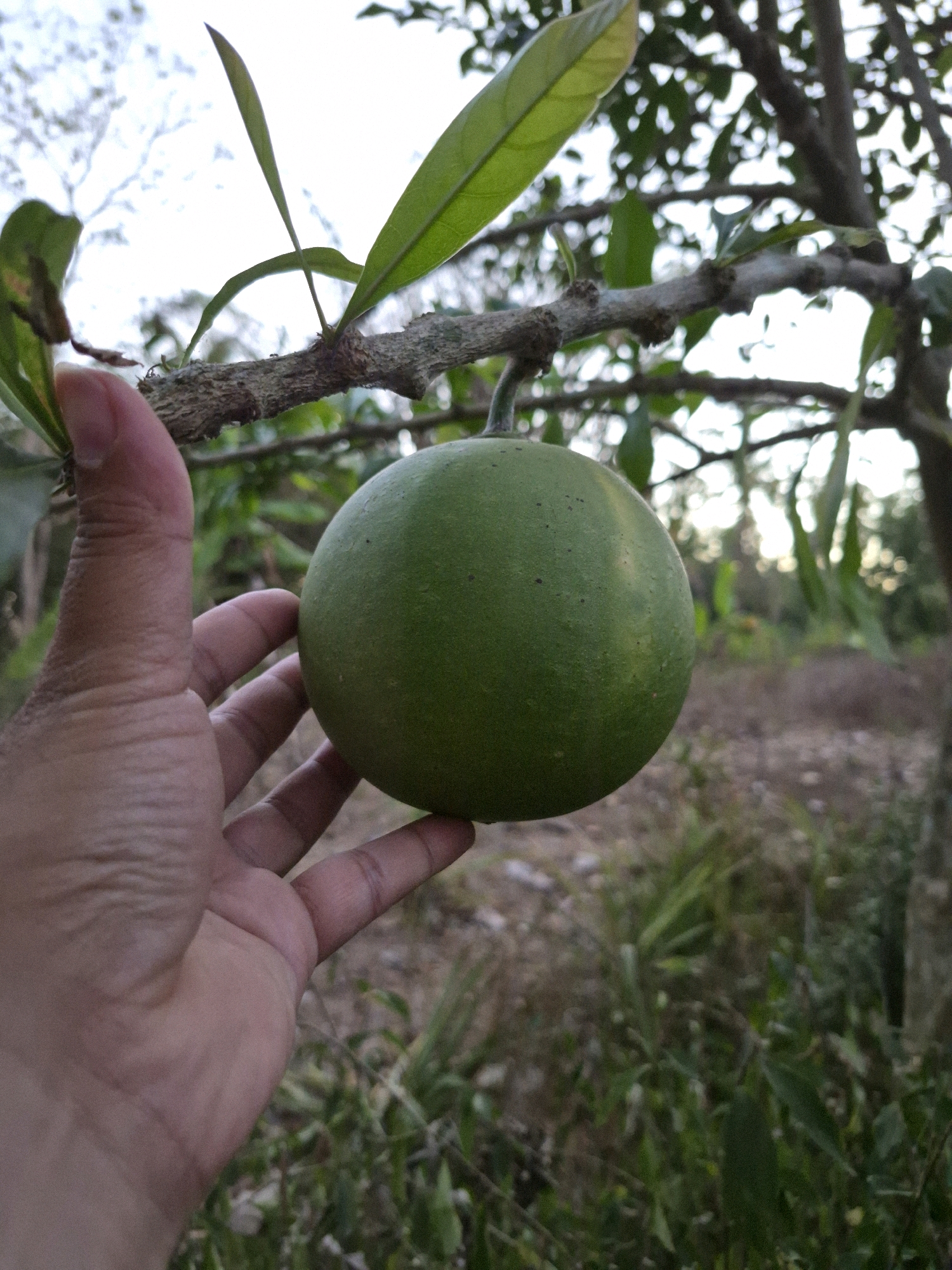 A person's hand is holding a round, green fruit that hangs from a tree branch. The fruit is approximately the size of a grapefruit and has a smooth surface with some small dark spots. The branch is rough and woody, with green leaves growing from it. In the background, there is foliage and a bright sky, suggesting an outdoor setting. The image appears to be taken in a natural environment, likely a garden or a rural area. The specific location in Dukuhrejo, Indonesia, is not visually evident from the image itself.