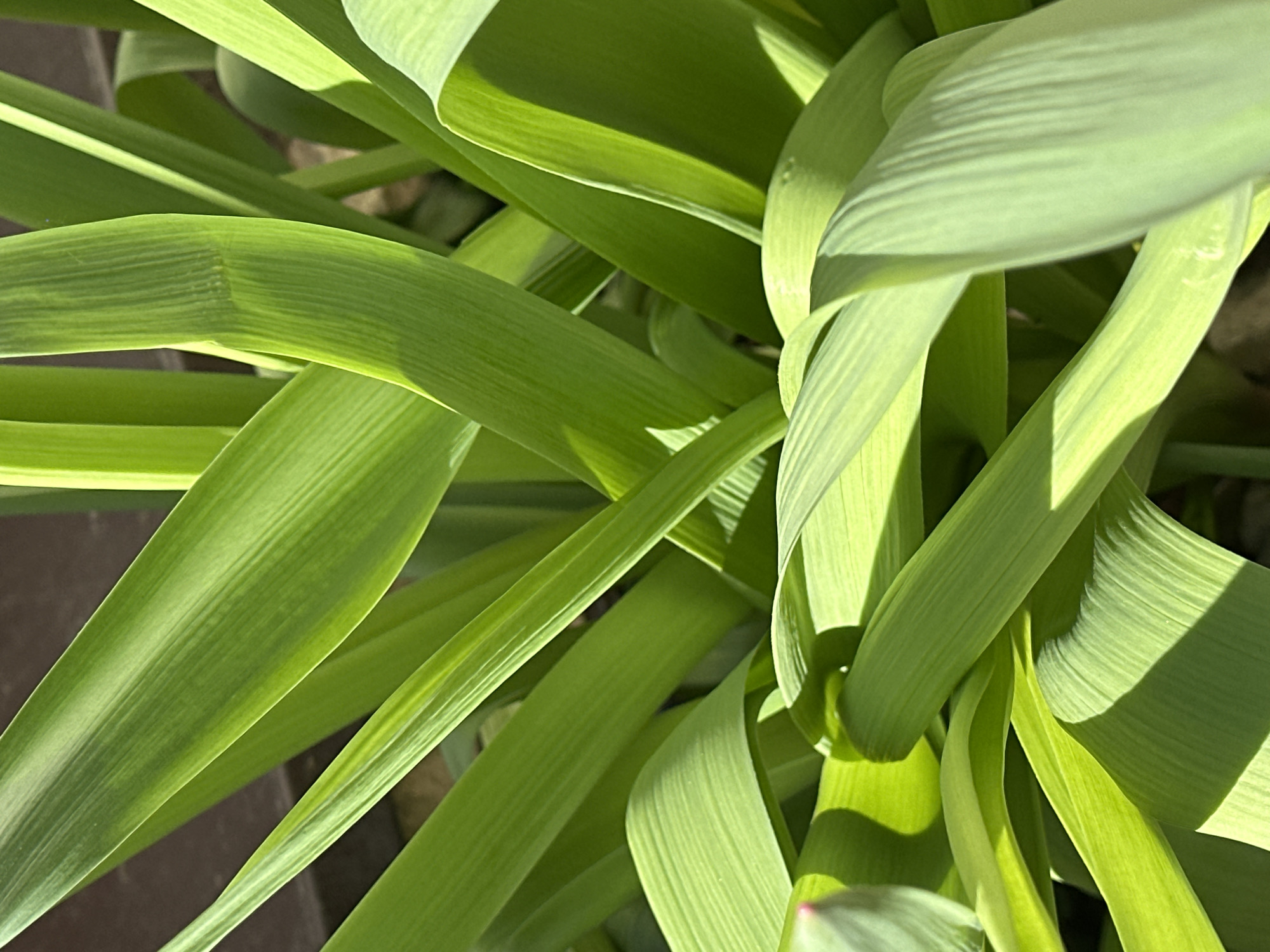 The image shows a close-up view of bright green, linear leaves, possibly of a plant or flower. The leaves are smooth and curved, displaying variations in light and shadow. The background is out of focus, showing a muted color. The location is unknown, but the claim of being in Nizhny Novgorod, Russia, is unsubstantiated from the image alone.
