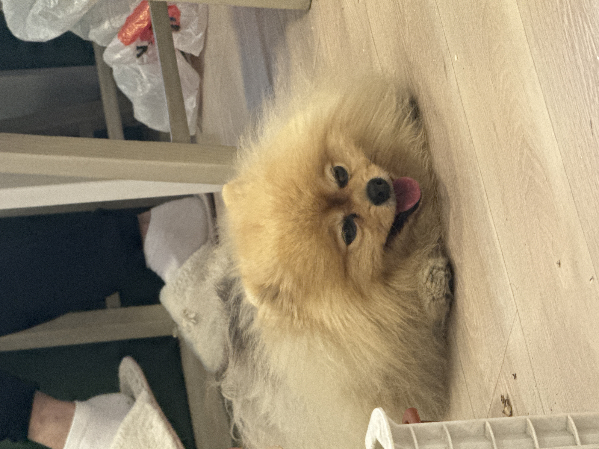 A Pomeranian dog is lying on a light-colored wooden floor with its tongue sticking out. The dog is facing the camera. Parts of furniture and a plastic shopping bag are visible in the background. It is impossible to determine the location in Krasnoyarsk, Russia, from this image.