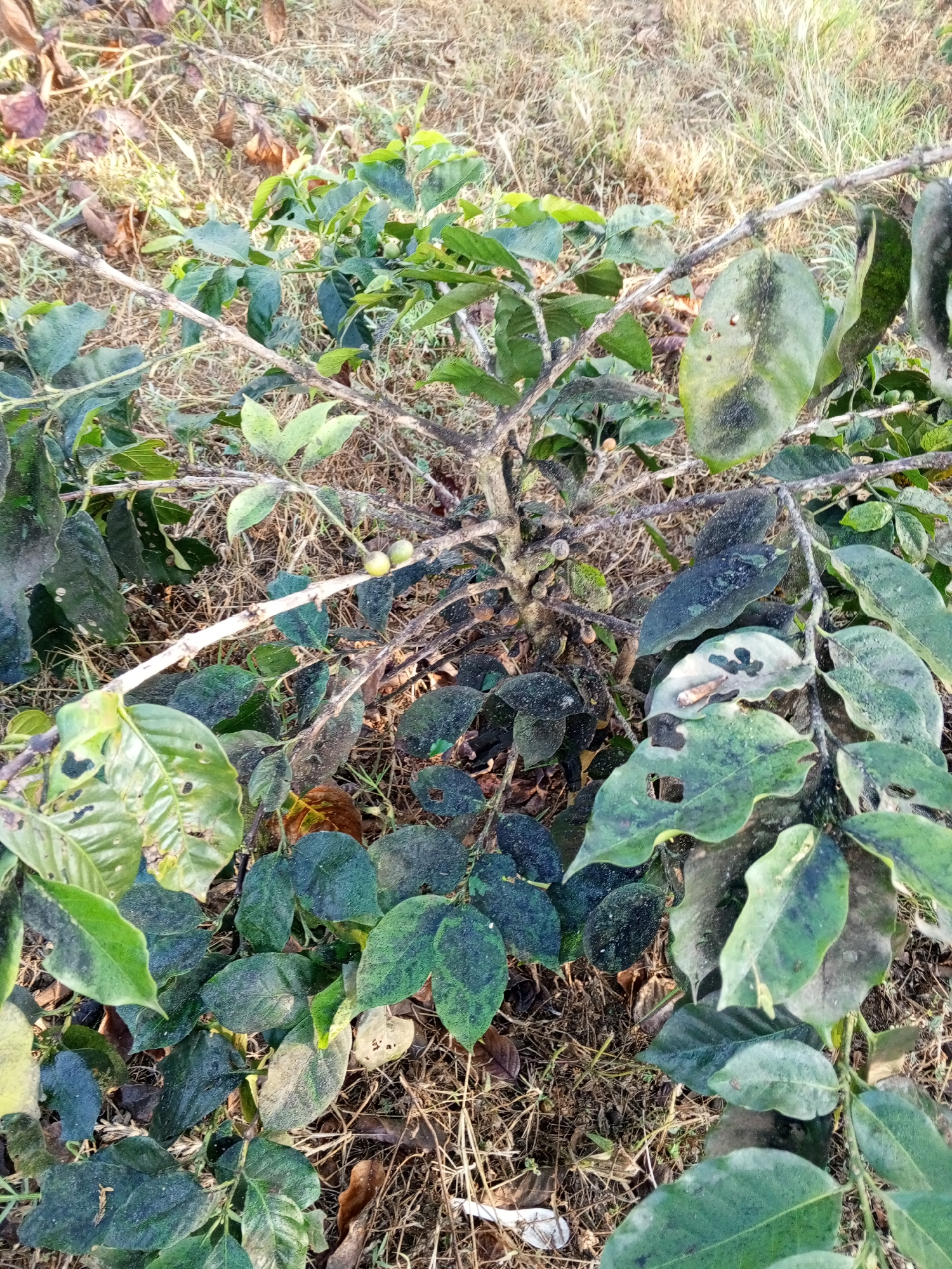 In Yakkurugala, Sri Lanka, a medium shot captures a coffee plant with sparse foliage and some visible coffee cherries on its branches. The plant's branches are thin and appear somewhat dry. The leaves are a dark green, with some exhibiting discoloration and what appear to be small holes, suggesting potential damage or disease. The ground surrounding the plant is covered in dry grass and fallen leaves, indicating an outdoor, natural setting.