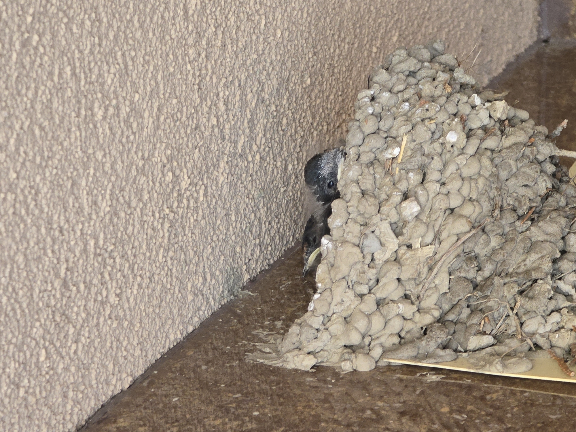 A bird nest is built in a corner of a beige wall, with a bird peeking out. The nest is made of mud and small rocks. The wall has a textured surface. The floor is brown and reflective.