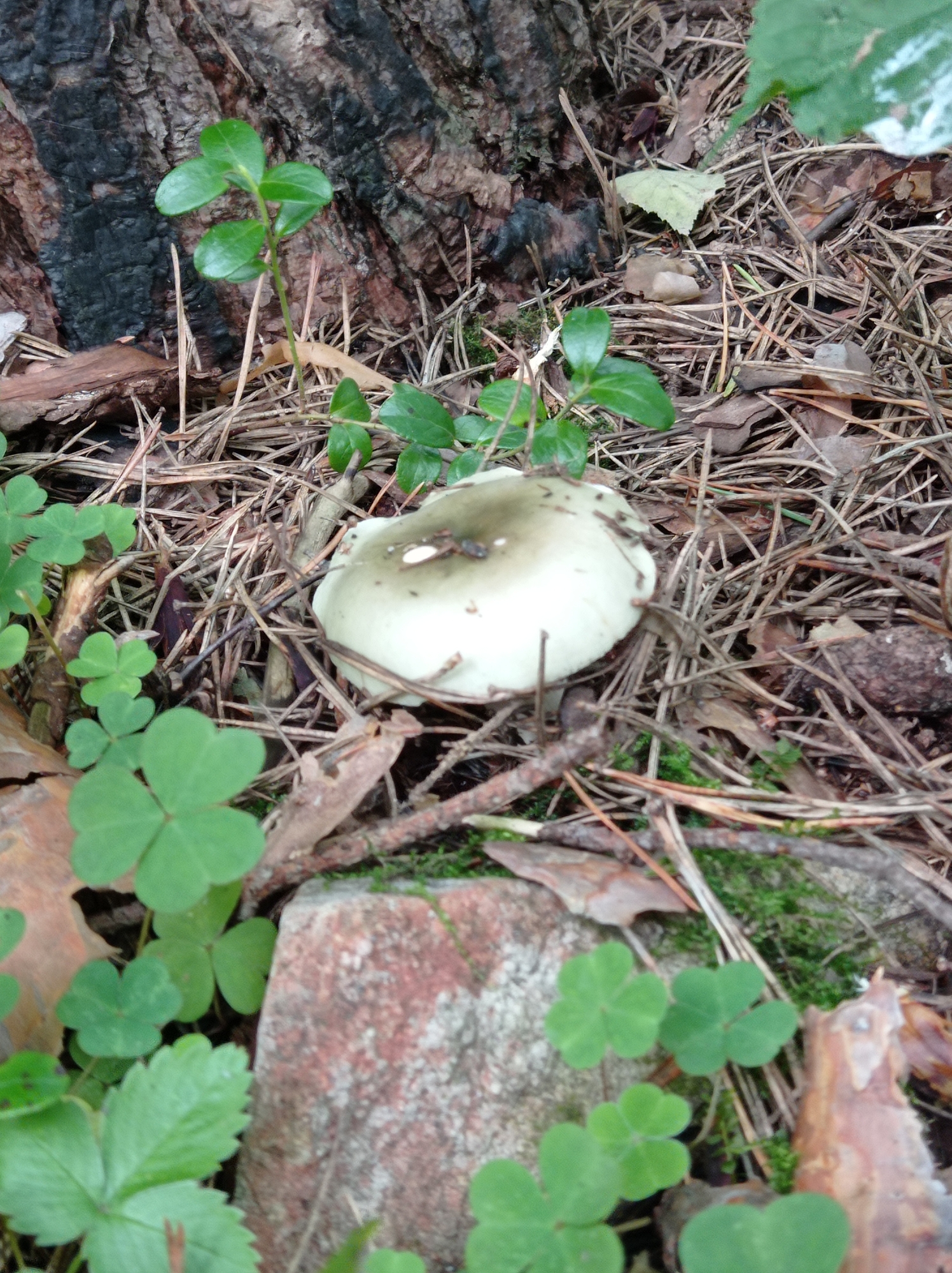 A pale mushroom with a dark, slightly olive-green center sits on a forest floor. The mushroom cap is rounded, and a small piece of twig rests on its surface. Surrounding the mushroom is a dense layer of dry pine needles, fallen leaves, and small twigs. In the foreground, several bright green clover leaves are visible, some with three leaflets and one with five. To the left of the mushroom, a young green plant with oval leaves emerges from the pine needles near the base of a dark, rough-barked tree trunk. The trunk appears to have areas of charring. A rough-textured, reddish-brown stone with some green moss or lichen is partially visible in the lower right portion of the frame. The scene appears to be in a natural, wooded environment within the city of Degtyarsk, Russia. There are no people or animals present, and no discernible actions or interactions are taking place.