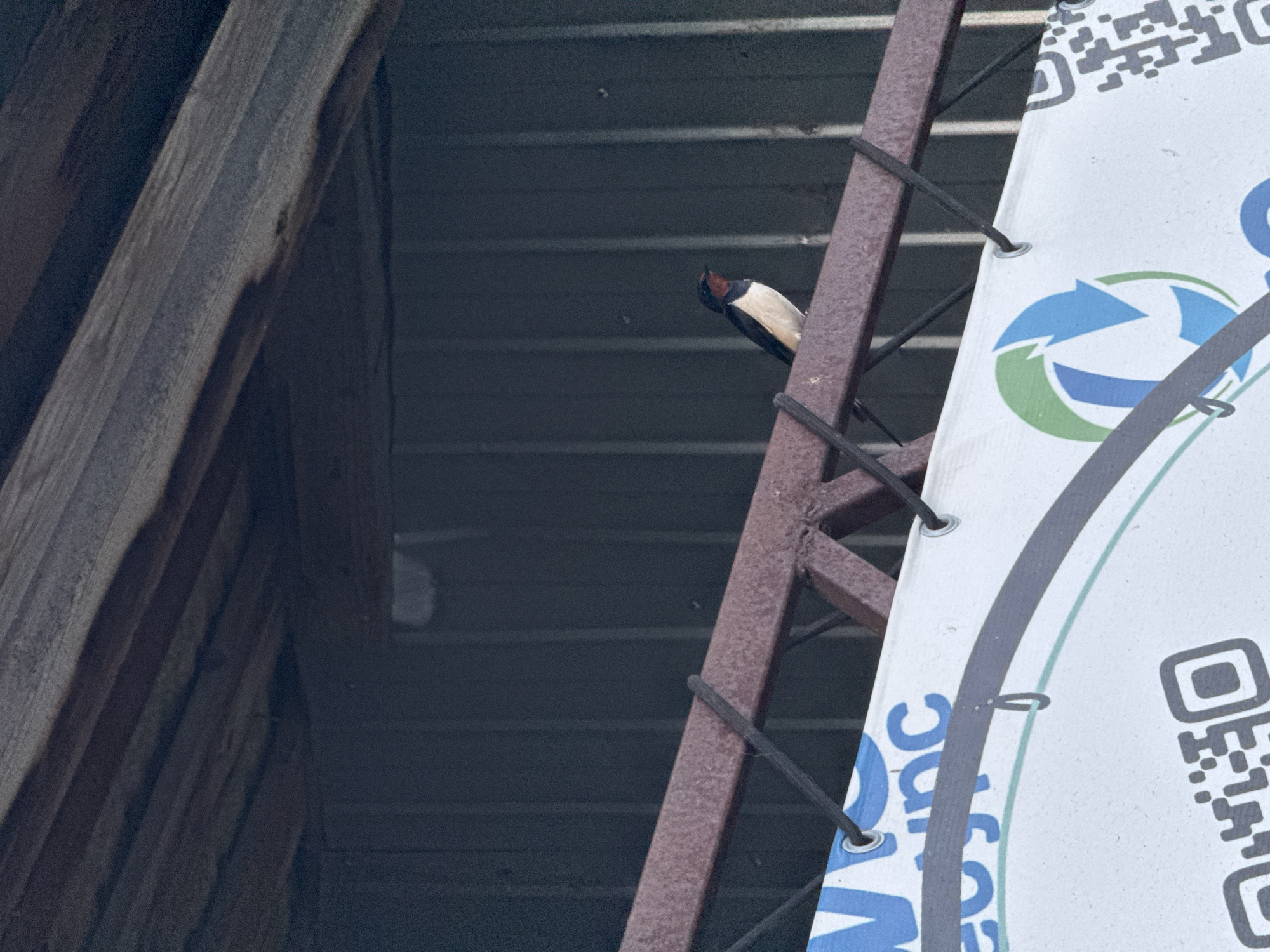 A barn swallow perches on a rusty metal ladder that is attached to a partially visible white sign with a blue and green recycling symbol and a QR code. The ladder is set against a backdrop of a dark, corrugated metal ceiling and a wooden structure. The location is an unknown city.