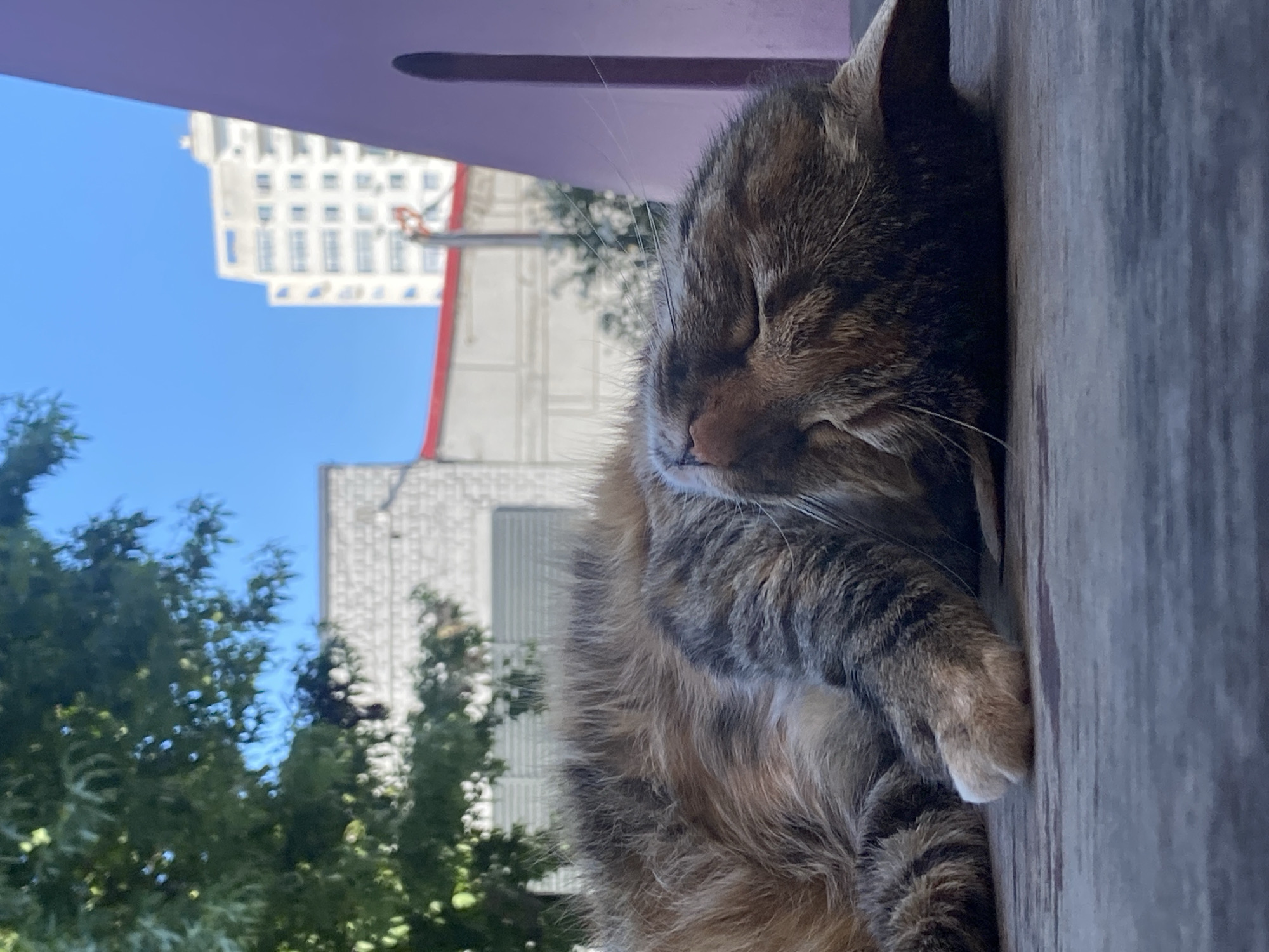 A cat is sleeping on a wooden surface, possibly a table or deck. The cat is a tabby with brown, black, and grey stripes. Its eyes are closed, and its body is relaxed. In the background, there are trees, buildings, and a clear blue sky, suggesting an outdoor urban environment. The purple object on the right side of the image is likely part of a piece of outdoor furniture or a structure. The overall scene depicts a peaceful moment of a domestic animal resting in a city setting. It is not possible to determine the specific location in Sochi, Russia from the image alone.