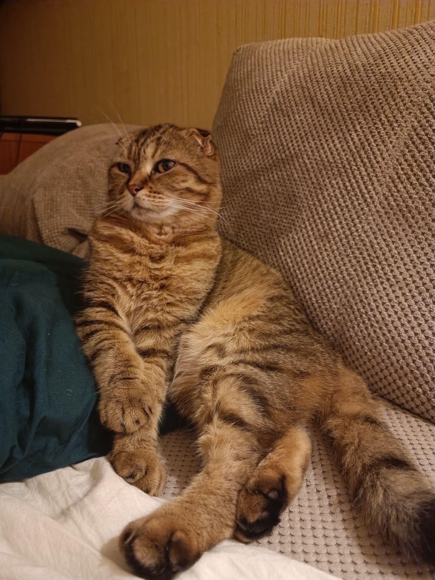 A Scottish Fold cat with tabby markings is resting on a couch. The cat is facing left with its head slightly turned towards the viewer. It is lying on its side, with its front paws crossed and its hind legs extended. A dark green blanket is behind the cat, and a textured brown cushion is to its right. The background appears to be a wall with vertical paneling. There is no information to suggest this image was taken in Kyiv, Ukraine.