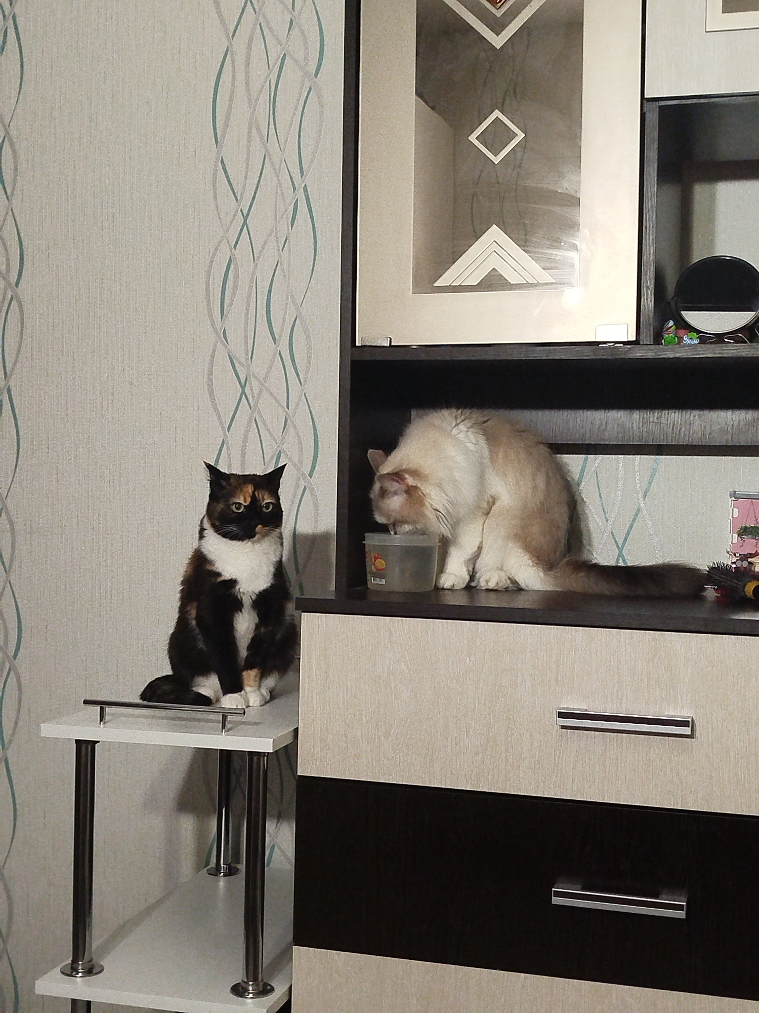This indoor photograph features two cats within a living space. On the left, a tortoiseshell or calico cat with black, orange, and white fur is seated on the top shelf of a small, white, two-tiered table with shiny, chrome-like legs. The cat faces slightly to the right, looking towards the camera with a calm demeanor.
To the right, a second cat, exhibiting cream or light brown fur with darker points, is positioned on a shelf of a larger, multi-compartment furniture unit. This cat is focused on a clear plastic container, seemingly drinking or eating from it. The furniture unit features different sections: the top part displays framed decorative panels with geometric shapes like squares and chevron patterns in muted colors. The open shelf where the cat is also holds a small, black round mirror and a few small, colorful items. Below this shelf, there are drawers with horizontal silver handles, presenting a contrast between light wood grain and dark brown finishes.
The background wall is covered with light-colored wallpaper, patterned with elegant, wavy, intertwined lines in subtle shades of light blue-green and gray. The overall setting appears to be a cozy domestic environment, illuminated by indoor lighting. No discernible text is visible in the image.