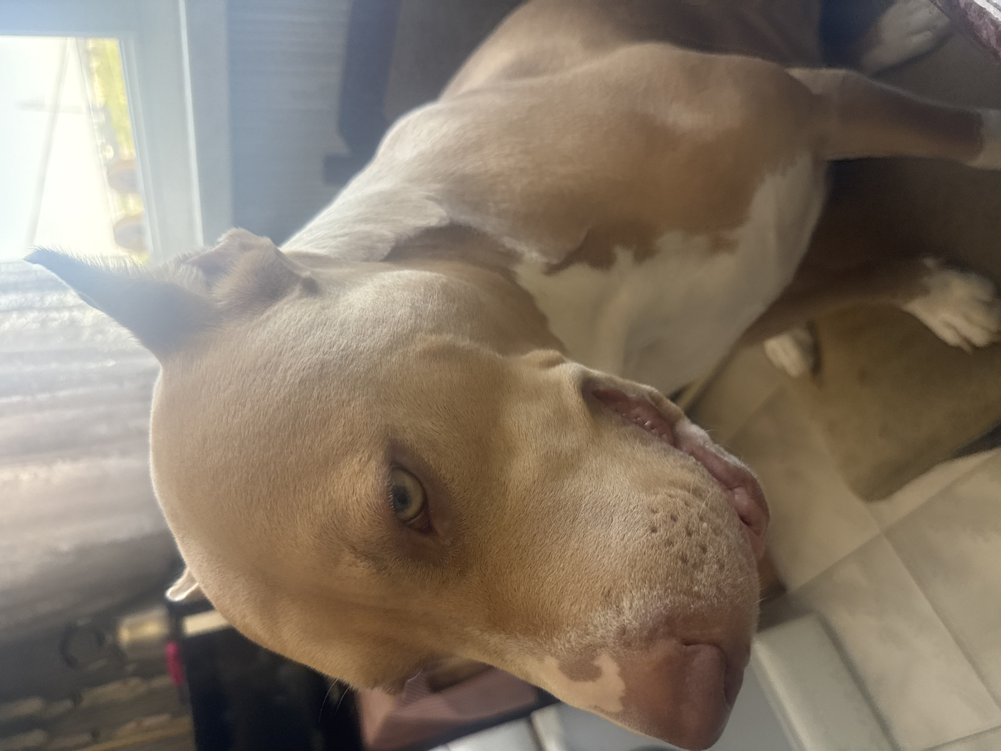 This is a close-up, eye-level, indoor, medium shot of a light brown and white Pitbull dog. The dog is facing left and looking slightly downwards, with its mouth open and tongue visible. Its fur is short and its ears are erect. The dog is sitting on a brown mat in what appears to be a living room, with a tiled floor visible in the foreground. In the background, a window with sheer curtains is visible, and beyond that, an outdoor scene with a hazy sky can be seen. The overall lighting is soft and natural, suggesting it is daytime. The specific location of Metsamor, Armenia is not discernible from the image.