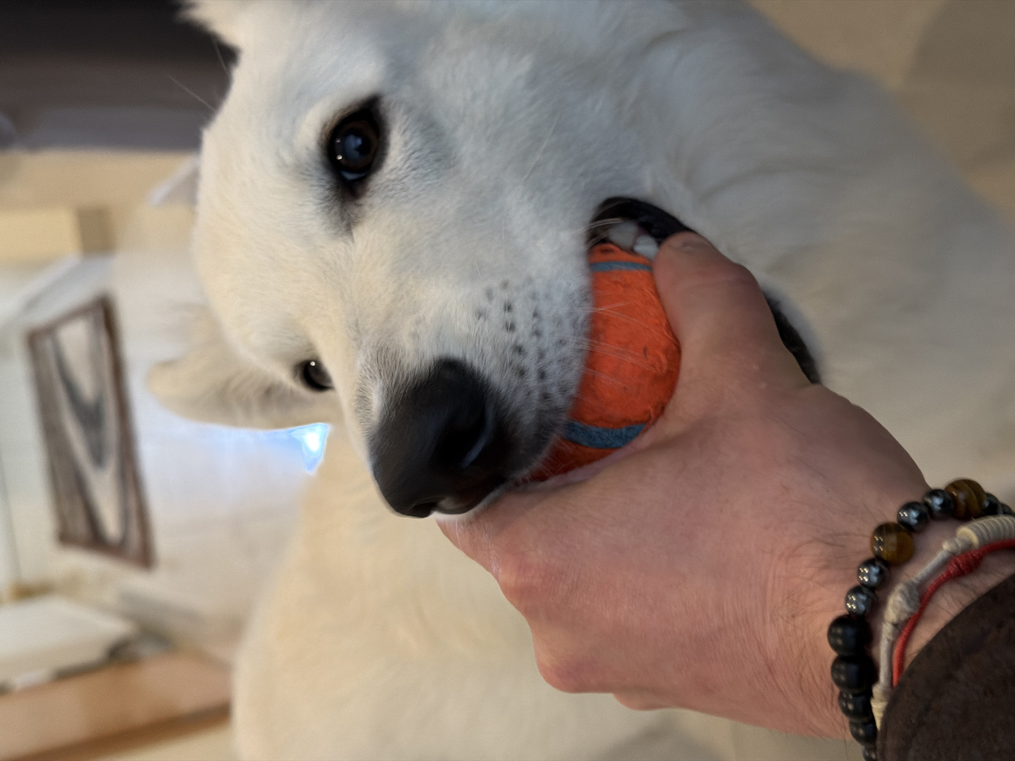 A close-up shot captures a white dog holding an orange ball in its mouth. A human hand is visible, also gripping the ball. The person's wrist features beaded bracelets. The background shows an out-of-focus interior with a decorative picture frame on the wall. The location is unknown and cannot be determined.