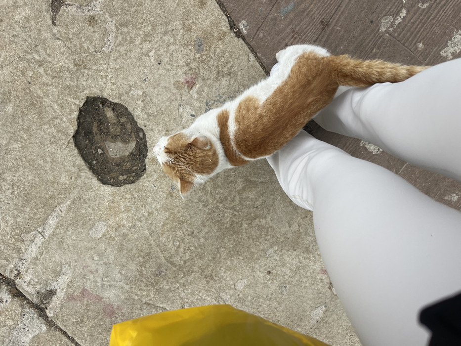 The scene depicts an overhead perspective of a paved outdoor area, identified as being in Budva, Montenegro. In the lower portion of the frame, the lower legs of an individual are visible, clad in white trousers or leggings. A bright yellow object, possibly a bag, is partially visible along the left edge of the image, adjacent to the individual's left leg. An orange and white domestic cat is positioned between the individual's legs, facing away from the camera and looking upward. The cat's fur is predominantly orange on its back and tail, with white fur on its underside, legs, and parts of its head. The ground surface is composed of rough, light gray concrete or pavement, exhibiting cracks and wear. A distinct, roughly circular depression or hole in the concrete, filled with darker earth or debris, is visible in the upper central area. A strip of darker, weathered material, possibly wood or another type of pavement, is present along the bottom right edge of the frame. Small, sparse reddish marks are discernible on the concrete surface. The cat is stationary, in close proximity to the person's legs.