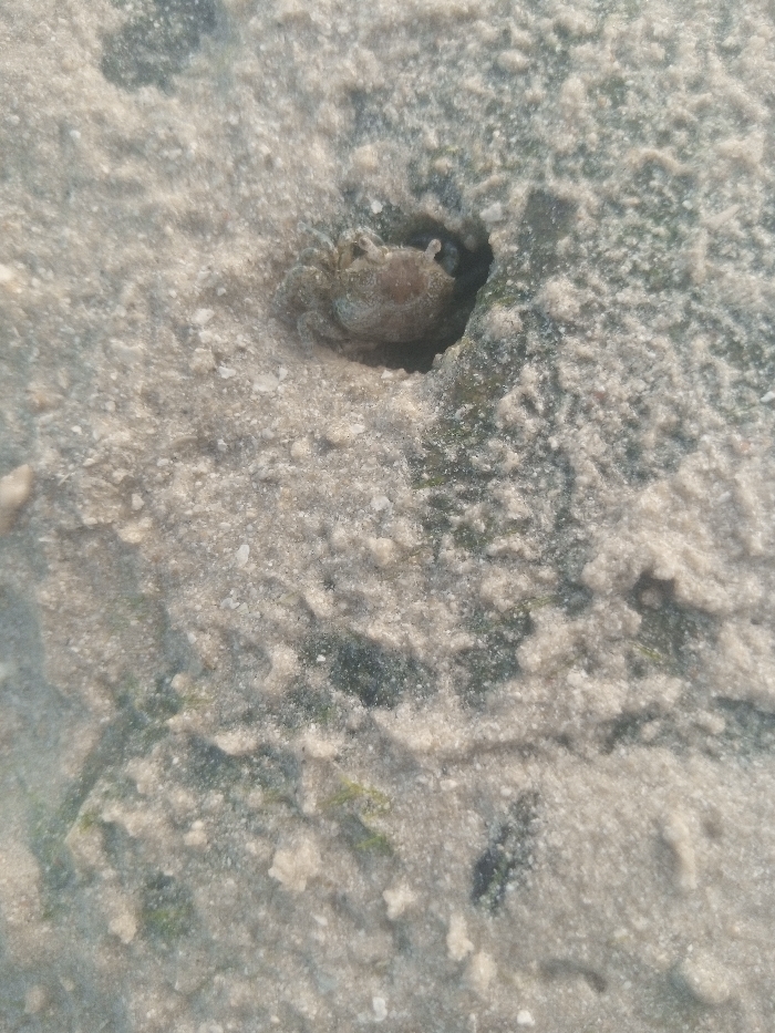 In Shanzu ward, Kenya, a small, light-brown crab is observed partially emerged from a circular burrow in damp, light-colored sand. The crab's anterior section, including its carapace and eyestalks, is visible, covered in fine sand particles. The sandy surface surrounding the burrow exhibits scattered patches of dark green organic matter. No human presence or additional objects are depicted within the frame.