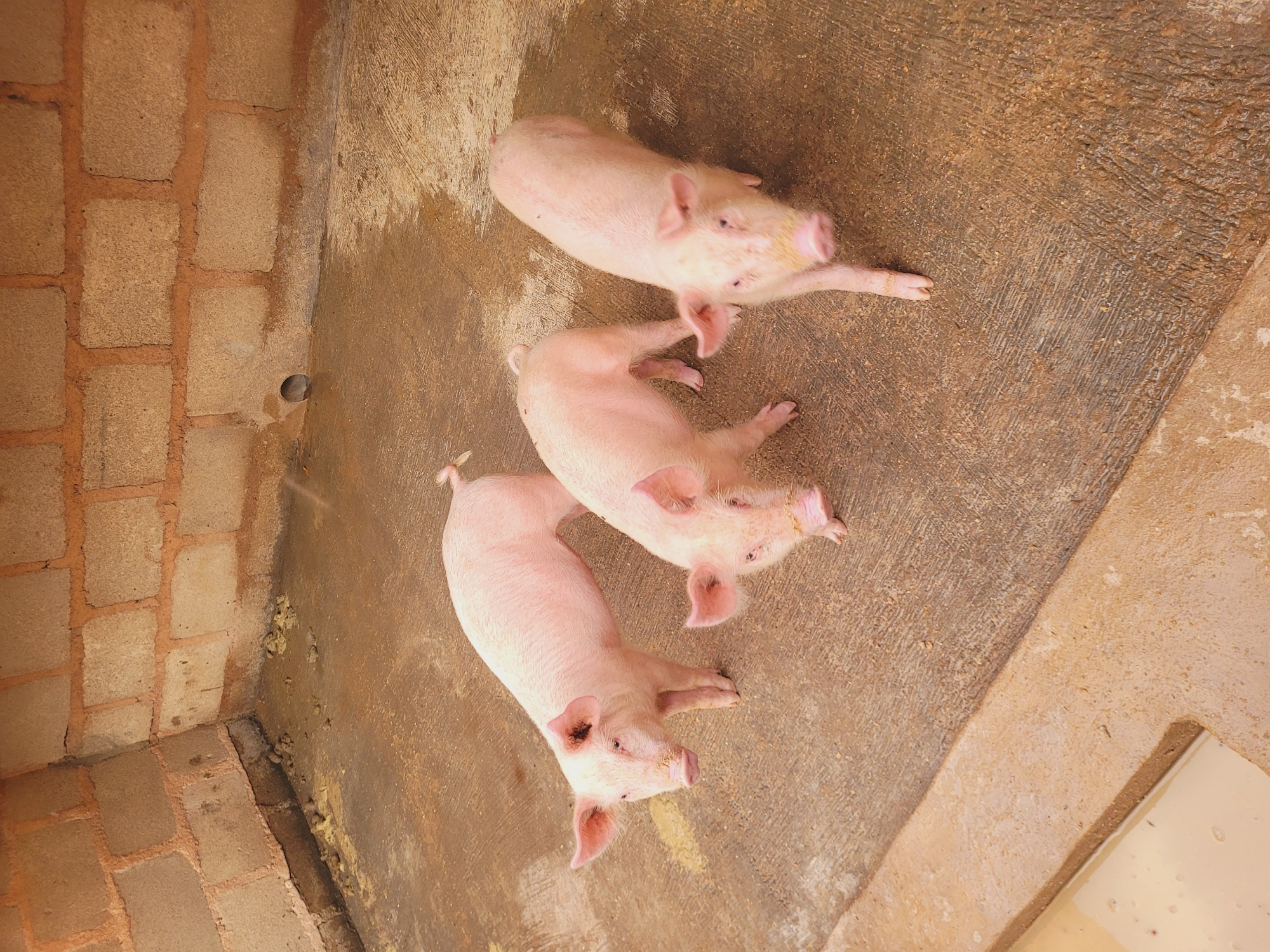 This image, taken in Bukuru, Nigeria, shows three light pink piglets within a concrete-floored enclosure. The pigs are arranged diagonally across the frame, with one at the top, one in the middle, and one at the bottom, generally facing towards the right side of the image. They are young, with typical pig features like prominent ears and snouts, and show some dirt or discolouration on their bodies, consistent with a farm environment.
The floor is made of textured concrete, which appears damp or wet in various spots, with some yellowish material, possibly waste or food residue, visible. To the left, a wall constructed from light brown or beige bricks with reddish mortar forms a corner with a smoother, lighter-colored concrete wall on the right. A small, dark circular hole, likely a drain, is visible at the base of the brick wall near the corner. Another corner of the brickwork is visible in the bottom left. A partial view of what seems to be a trough or collection area with murky liquid is seen at the bottom right.
The lighting is bright and even, suggesting it is daytime. There are no people present, nor any visible text. The scene depicts a functional, simple pig pen, highlighting the living conditions of the animals. The pigs appear to be resting or milling about in their enclosure.