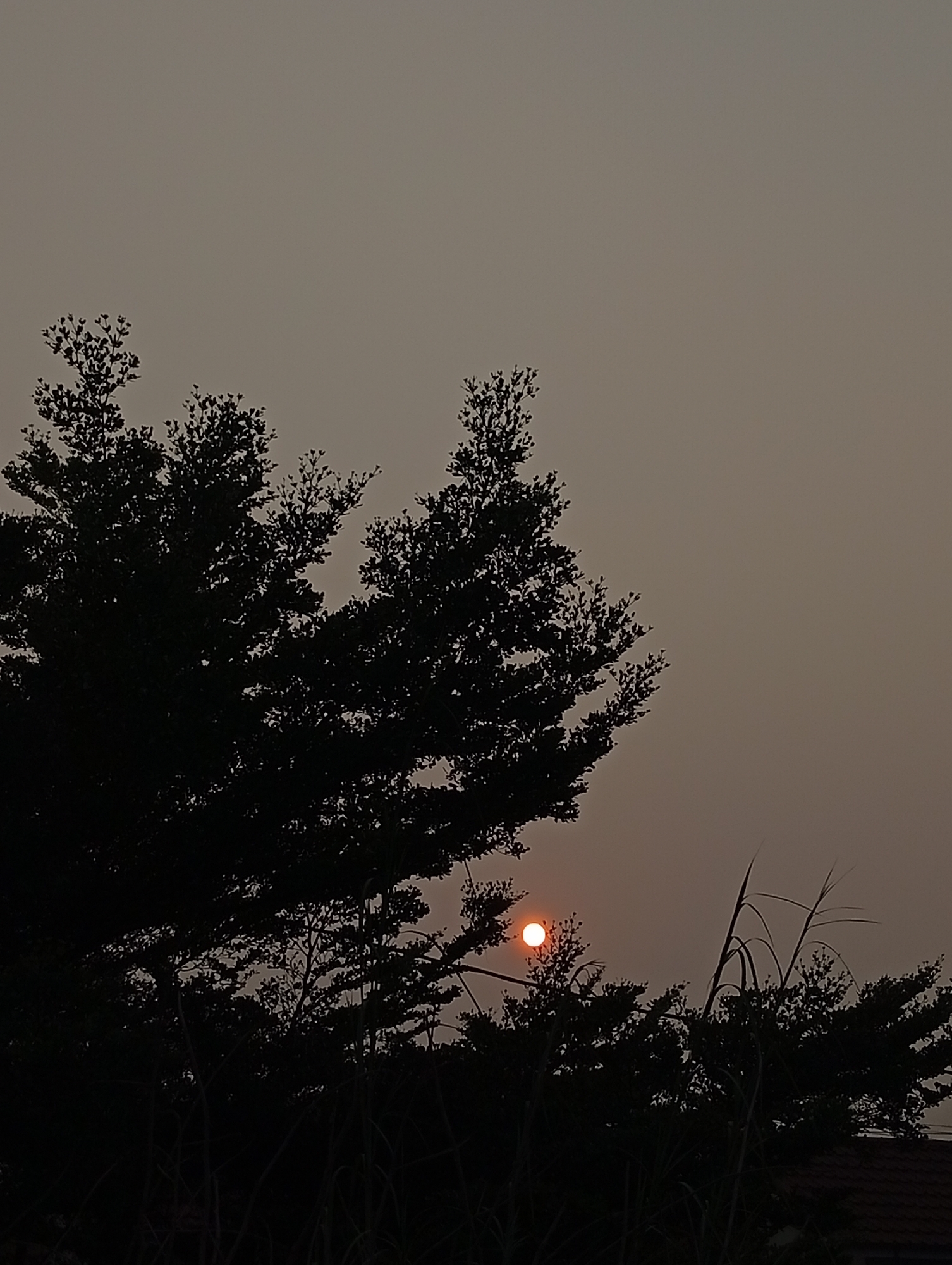 A silhouette of trees against a hazy sky frames a small, bright sun. The sun, a vivid orange circle, is partially obscured by the dark foliage of the trees. The sky is a muted, uniform gray, suggesting either dawn or dusk. Tall, thin blades of grass or reeds are visible in the foreground, also in silhouette, adding depth to the scene. The overall impression is one of a quiet, natural setting, possibly on the outskirts of Kualu, Indonesia, where the transition between day and night is marked by the muted glow of the sun. There are no people visible in the image. The scene is static and evokes a sense of calm.