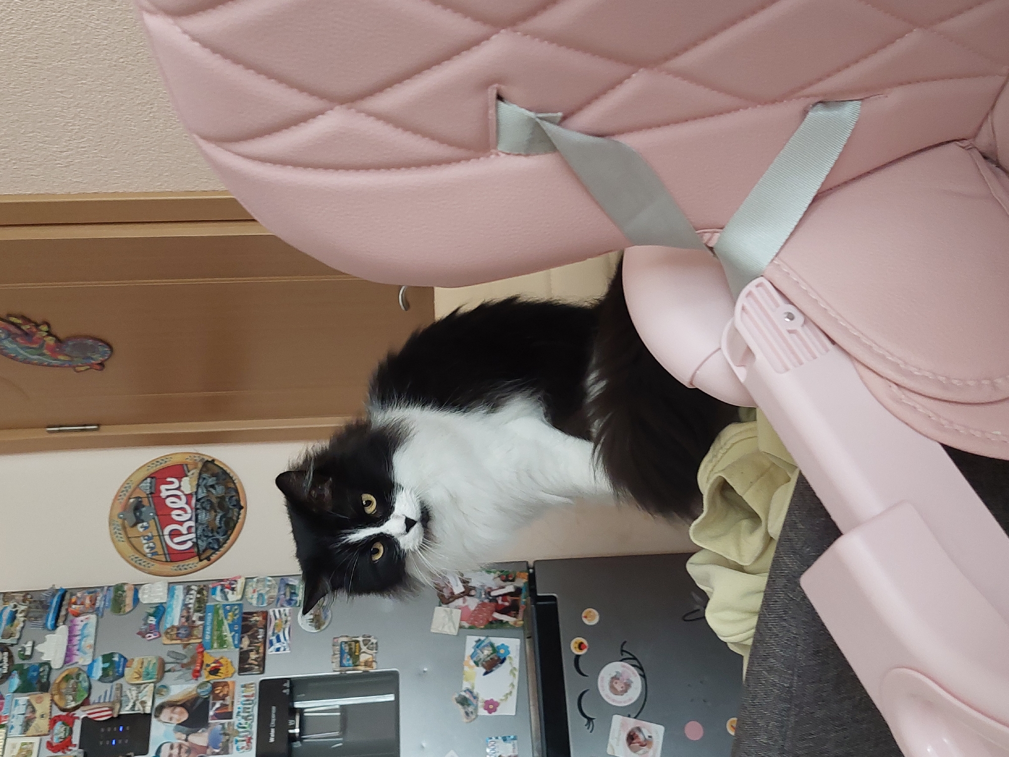 A black and white cat is positioned on a refrigerator. The refrigerator is covered with magnets and faces a chair. A beer sign is on the wall behind the refrigerator. The photo was taken indoors. There is no evidence to suggest this photo was taken in Plovdiv, Bulgaria.