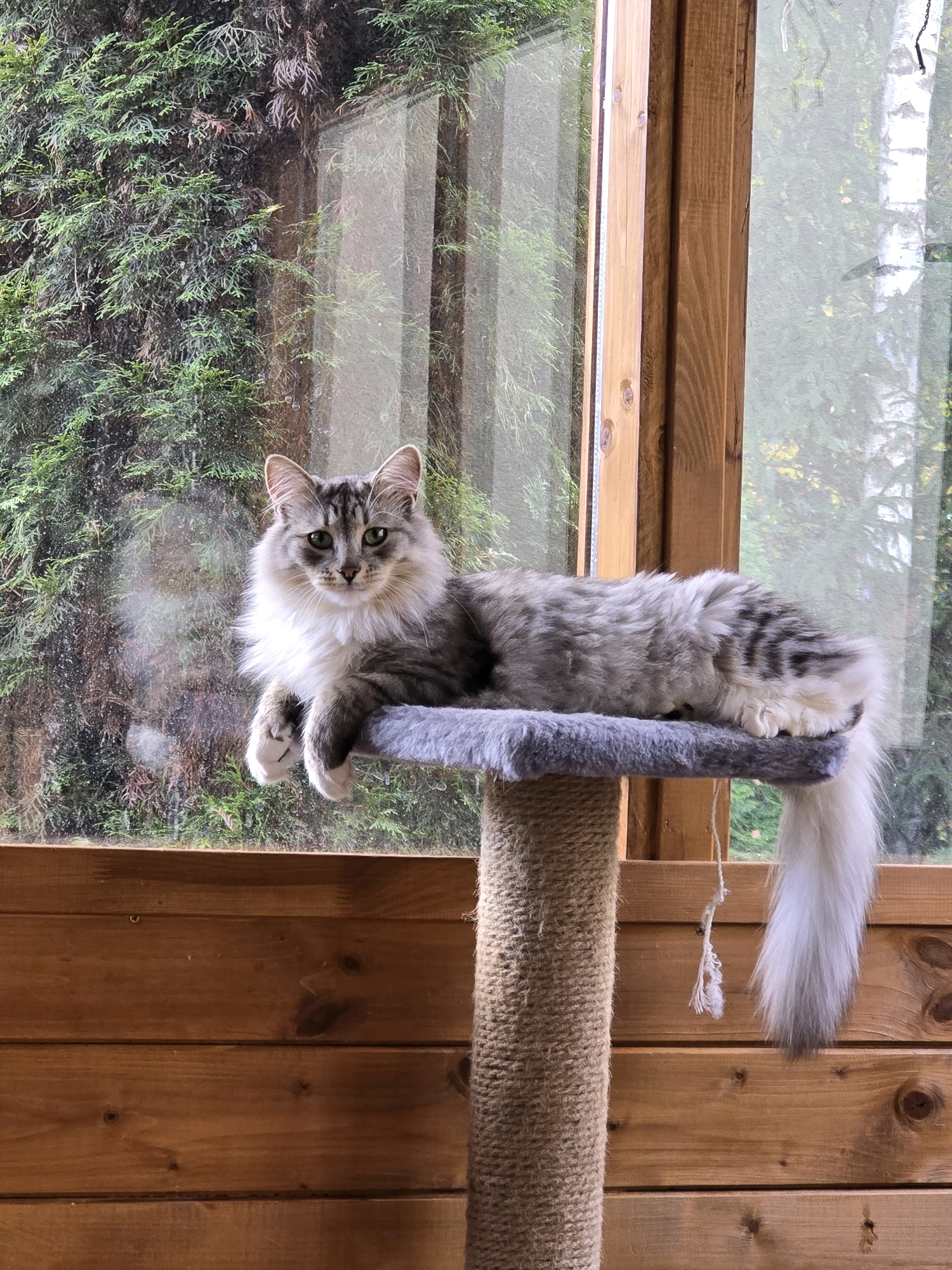 A fluffy grey and white cat rests on a cat tree in front of a large window. The cat has green eyes and a bushy tail. Outside the window, there is lush green foliage. The cat tree is made of rope and has a plush grey platform. The background is a wooden wall. The scene appears to be indoors, possibly in a home or enclosed porch. The location is identified as Пятрышкаўскі сельскі Савет, Belarus.