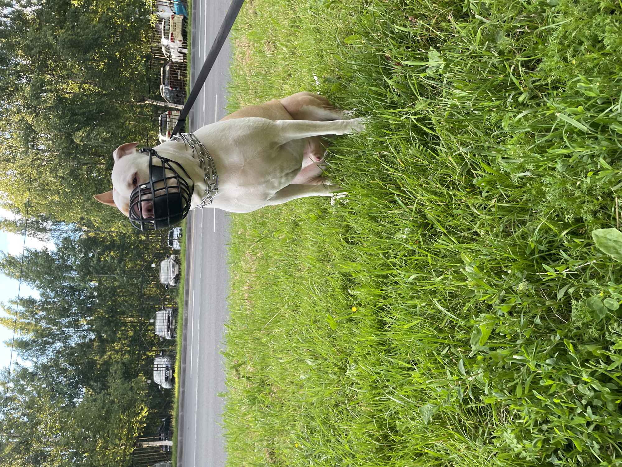 A white and tan pit bull with a black muzzle is sitting on a patch of green grass beside a road. The dog is wearing a silver chain collar and is attached to a black leash. In the background, there are trees and parked cars. The scene appears to be in an urban or suburban area.