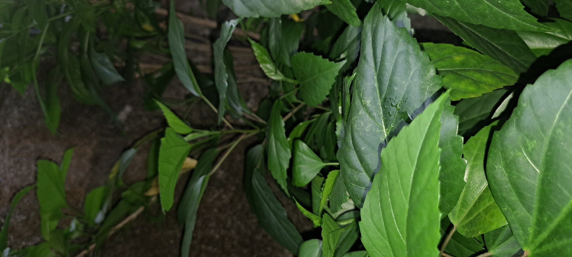 The image shows a close-up view of green hibiscus leaves against a dark, textured background, likely a wall. The lighting suggests it was taken at night or in a dimly lit environment. The leaves are the primary subject, with some showing water droplets. There is no indication of the image being taken in Mandaluyong, Philippines, or any specific location within a city. The scene is natural and devoid of human presence or activity.