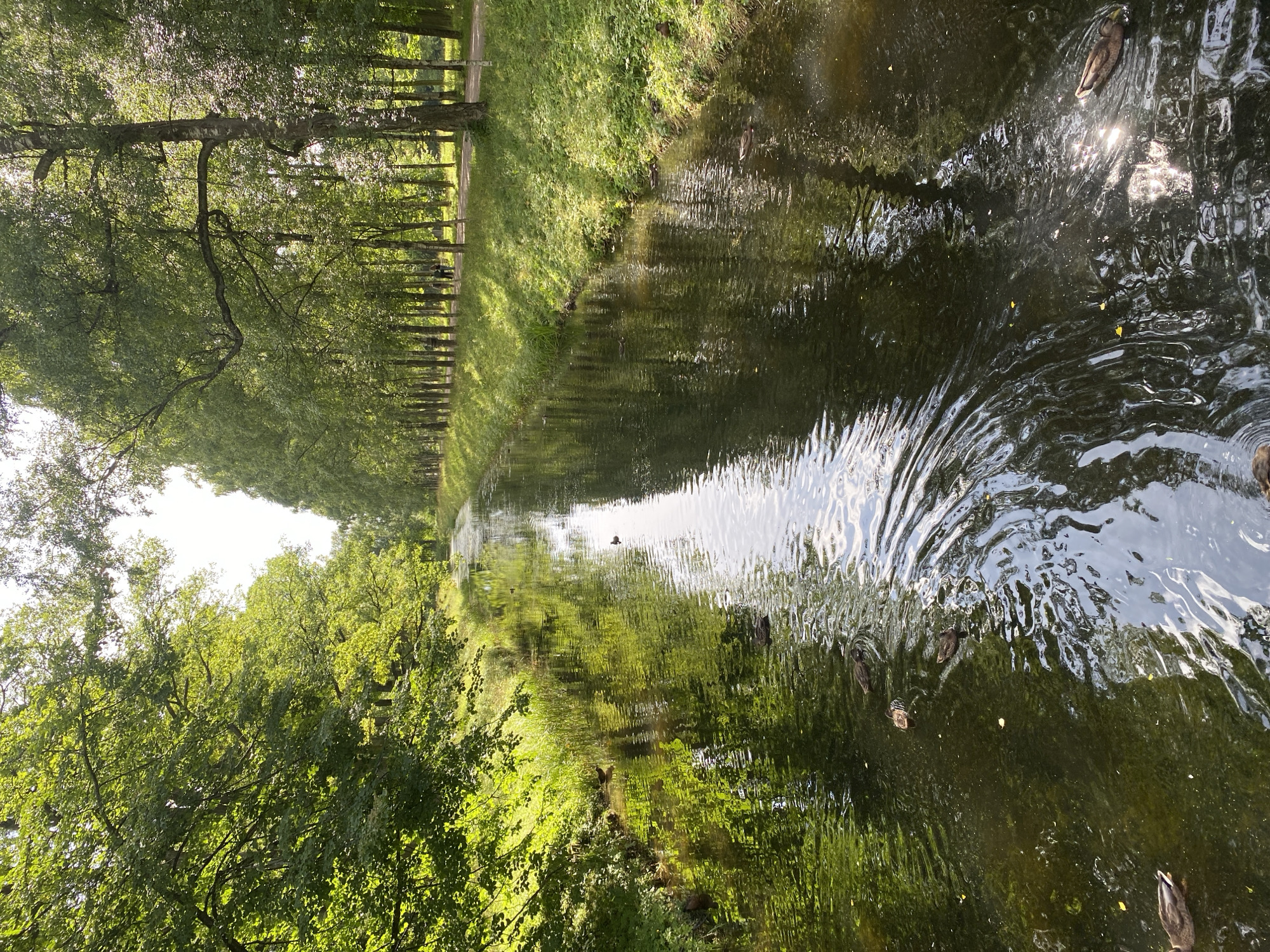 The image depicts a tranquil canal in the city of Pushkin, Russia, likely within the Catherine Park. The canal is bordered on both sides by lush greenery. On the left, dense trees with vibrant green foliage overhang the water, casting shadows. On the right, a line of tall trees with lighter green leaves forms a distinct avenue, with a pathway running alongside it. Several ducks are visible swimming in the dark water, creating ripples. The sunlight filters through the trees, illuminating patches of the water and grass. Two figures are seen walking along the path on the right side of the canal. The overall impression is one of a peaceful, natural setting within a park.