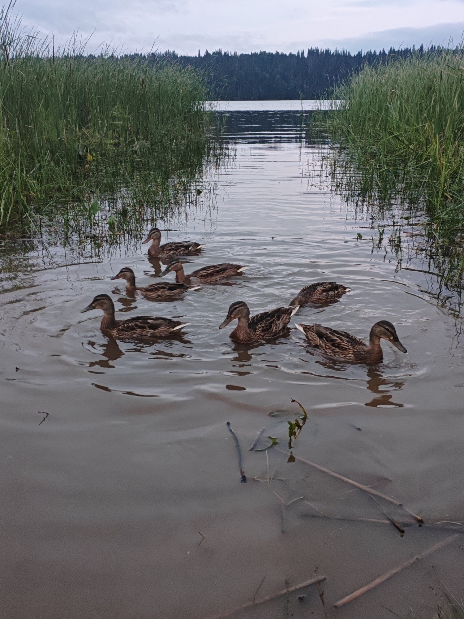 Memory