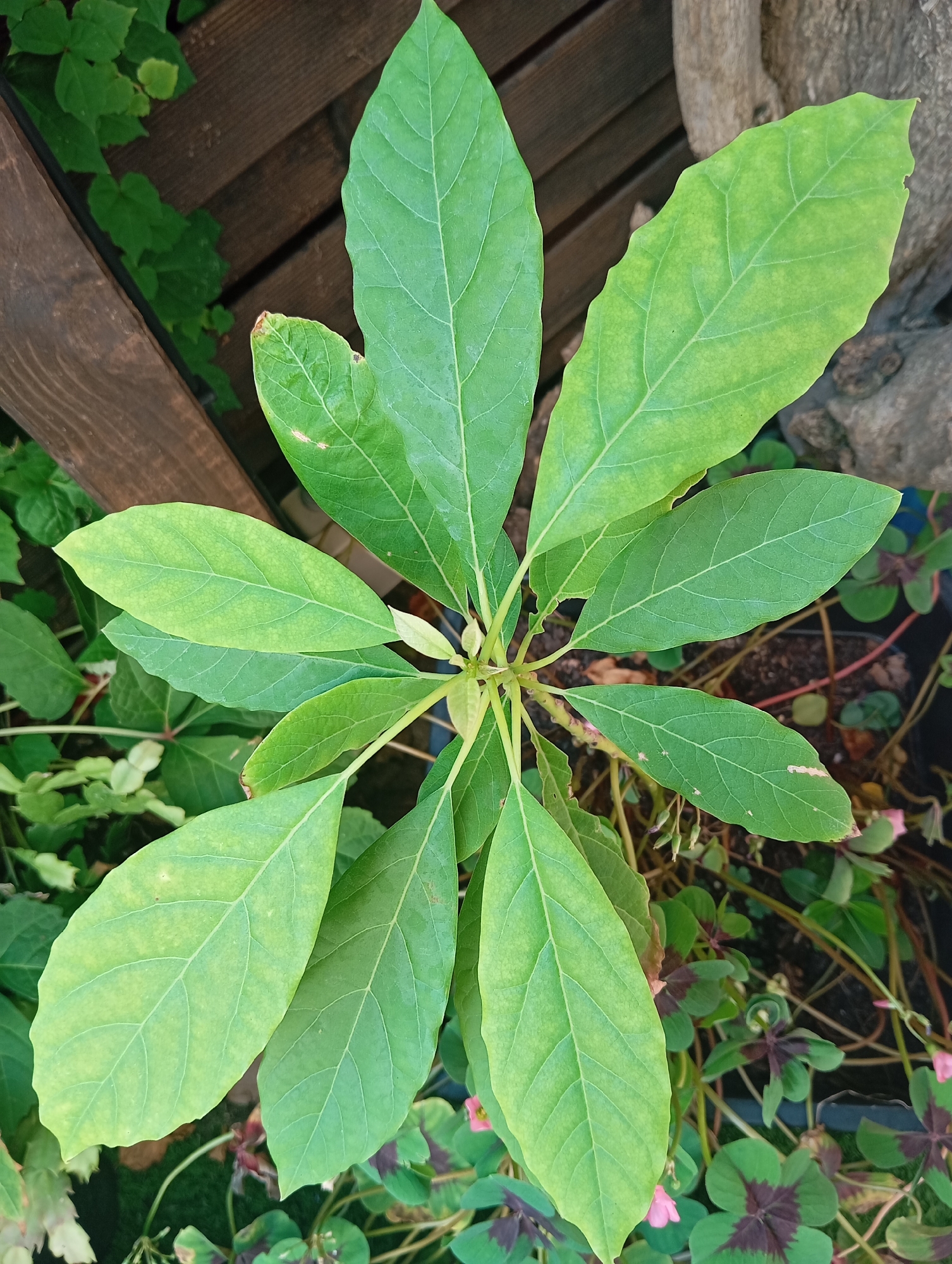 The image is a top-down, close-up view of a plant with large, ovate, light green leaves. The leaves are arranged in a whorled pattern around a central stem. Some leaves show slight yellowing or browning at the edges, indicating potential nutrient deficiency or minor damage. The plant is set against a backdrop of dark wooden planks, possibly part of a fence or deck, and other greenery, including some clover-like plants with dark purple centers and small pink flowers. The scene suggests an outdoor setting, likely a garden or patio. The image does not contain any people or specific identifiable landmarks that would pinpoint its location in Castelldefels, Spain.