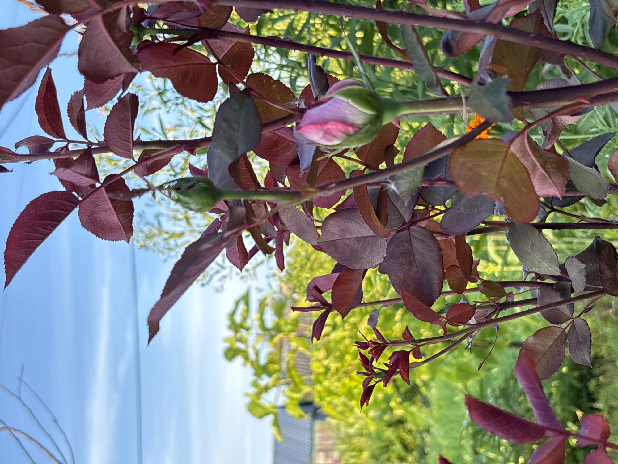 An outdoor, close-up shot captures a rose bush in what appears to be a garden. The rose bush has deep red-purple leaves and stems. A single pink and green rosebud is prominently featured in the foreground, partially unfurled. In the background, out-of-focus foliage in vibrant green and yellow hues is visible, along with a glimpse of a house roof. The sky above is a clear, light blue with wispy white clouds. The image suggests a tranquil, natural setting, likely a residential backyard, in Семибратово, Russia.