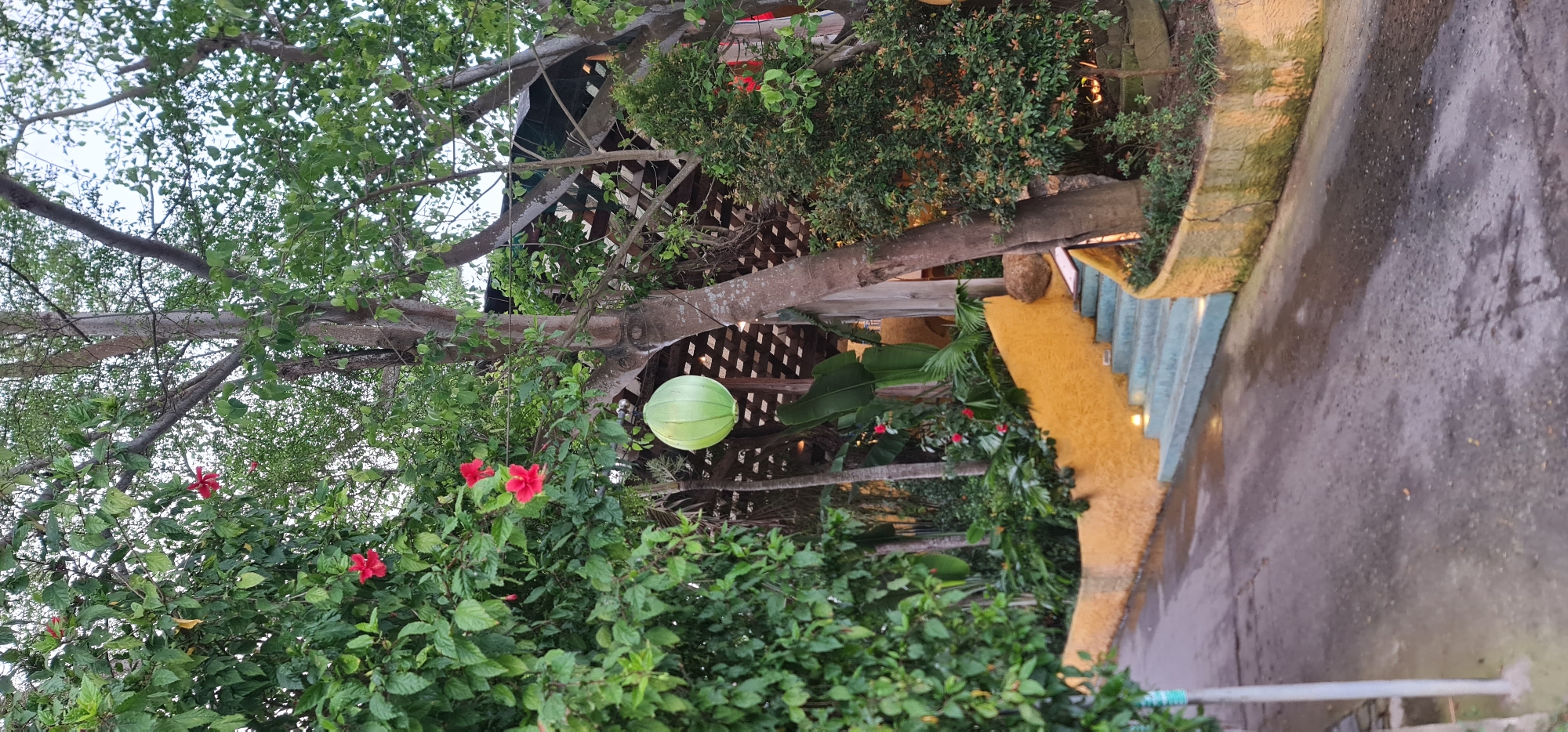 The image depicts an outdoor scene, likely in a garden or courtyard, in the city of Hội An Ward, Vietnam. Lush green vegetation dominates the foreground, featuring flowering hibiscus plants with red blossoms. A tree with a light-colored trunk extends across the frame, supporting a spherical green lantern or decoration. Behind the tree, a structure with latticework is partially visible. A pathway or stairway with a textured yellow and blue wall or railing is present on the right side of the image. The ground surface appears to be wet pavement.