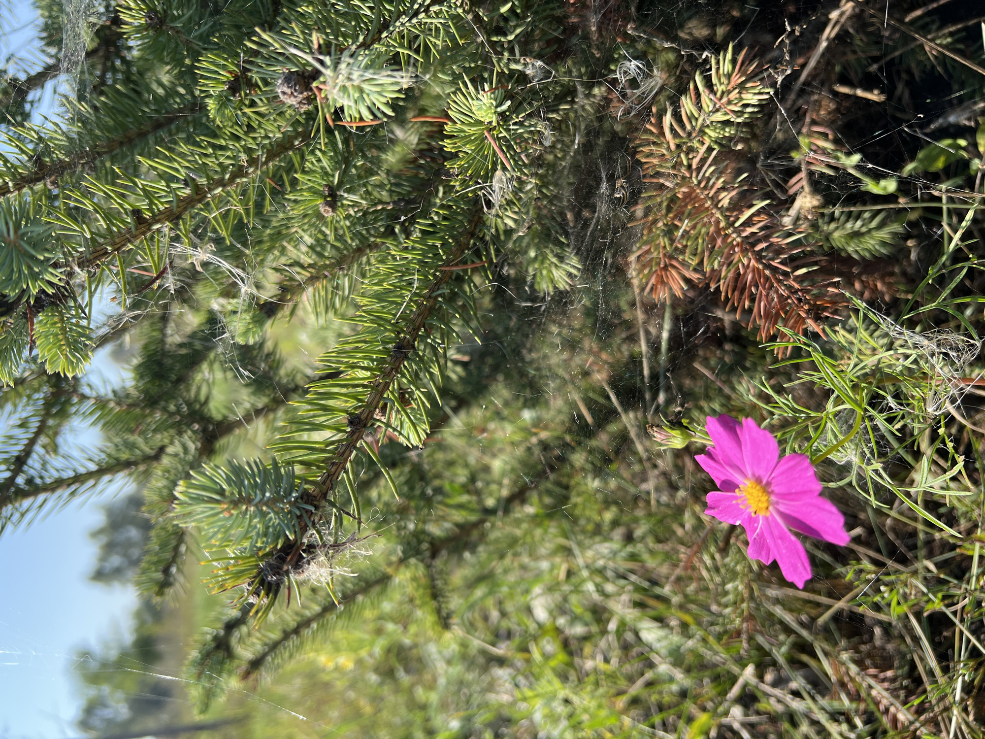 The image captures a close-up view of a small, bright pink cosmos flower with a yellow center, blooming amidst green and brown foliage. The flower is positioned in the lower left quadrant of the frame. Behind and surrounding the flower is a coniferous tree, likely a spruce, with its sharp green needles and some brown, dried-out branches. Delicate strands of spiderwebs are visible throughout the branches and foliage, catching the sunlight and adding a textured element to the scene. The background consists of a soft-focus natural environment, with hints of more greenery and a bright sky, suggesting an outdoor setting. The scene appears to be a natural area, possibly a park or a less manicured garden space, within the city of Salavat, Russia, given the context. No people or animals are present in the immediate frame. The lighting indicates a sunny day, with sunlight filtering through the branches and illuminating the spiderwebs and the flower.