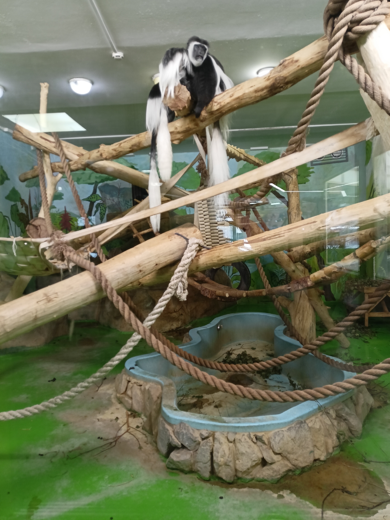 The image shows a black-and-white colobus monkey perched on a wooden branch within an enclosure. The enclosure is designed to resemble a natural habitat with wooden structures, ropes, and a small pool. The background of the enclosure is painted with a tropical forest scene. The location is the Novosibirsk Zoo in Novosibirsk, Russia, as implied by visual markers of the zoo's environment. The colobus monkey is the primary subject, and its actions are limited to resting or sitting. The enclosure's design and elements indicate an attempt to provide a stimulating environment for the animal.