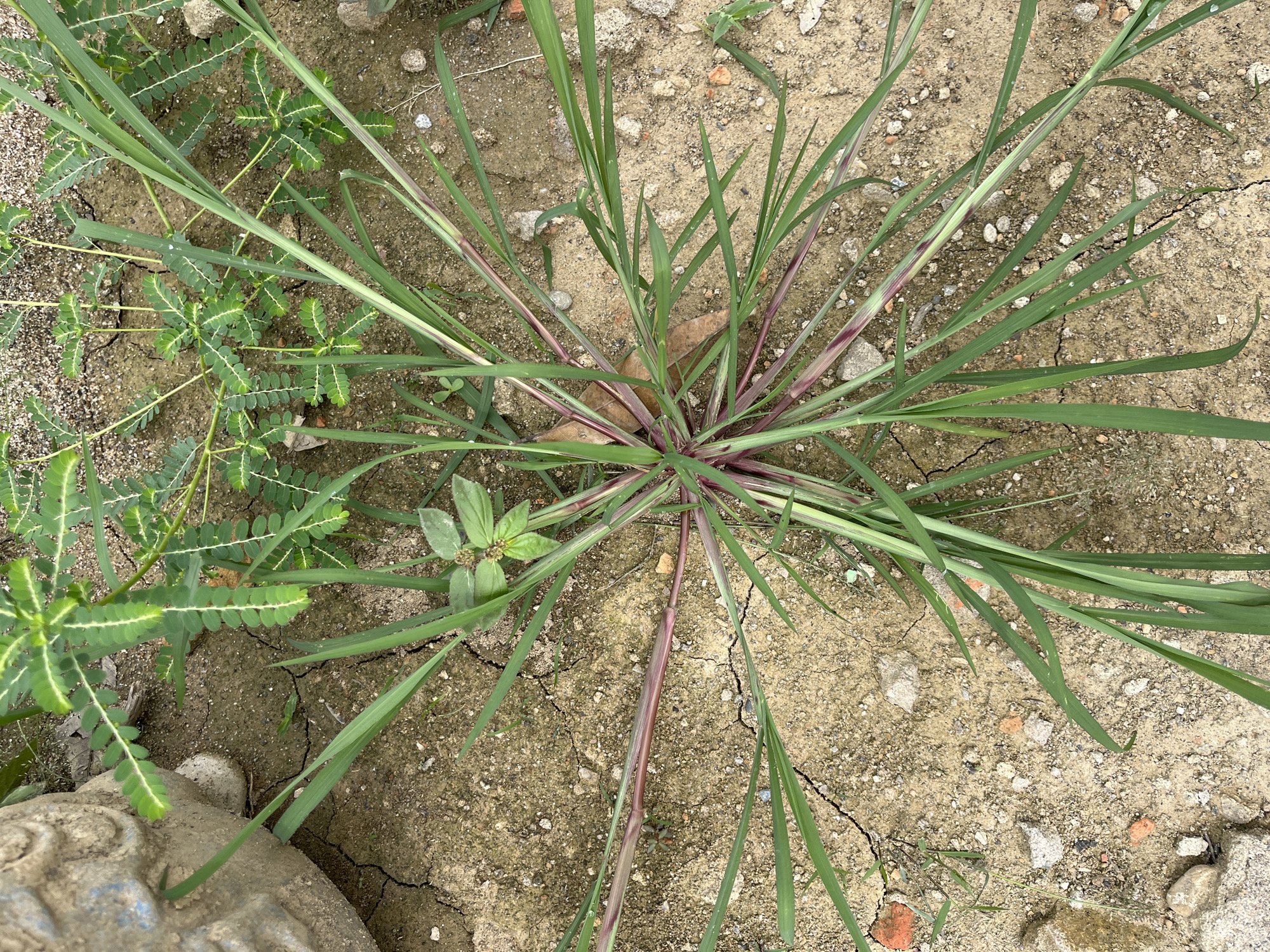 The image shows a patch of ground in Benuaraja, Indonesia, with dry, cracked soil scattered with small stones and bits of brick. A cluster of green grass with reddish-purple stems grows in the center, fanning out across the ground. To the left, a portion of a large, rough-textured, light-colored object, possibly a weathered stone statue or container, is visible. Several smaller green plants with feathery leaves are scattered around the grass. The scene appears to be outdoors, possibly in a garden or unkempt area.