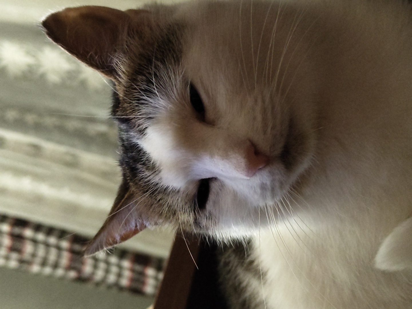 A close-up shot captures a white cat with brown markings on its head and ears. The cat's eyes are partially closed, and its nose is a soft pink. Long white whiskers extend from its muzzle. The background is blurred, showing hints of curtains and what appears to be furniture. The lighting suggests an indoor setting.