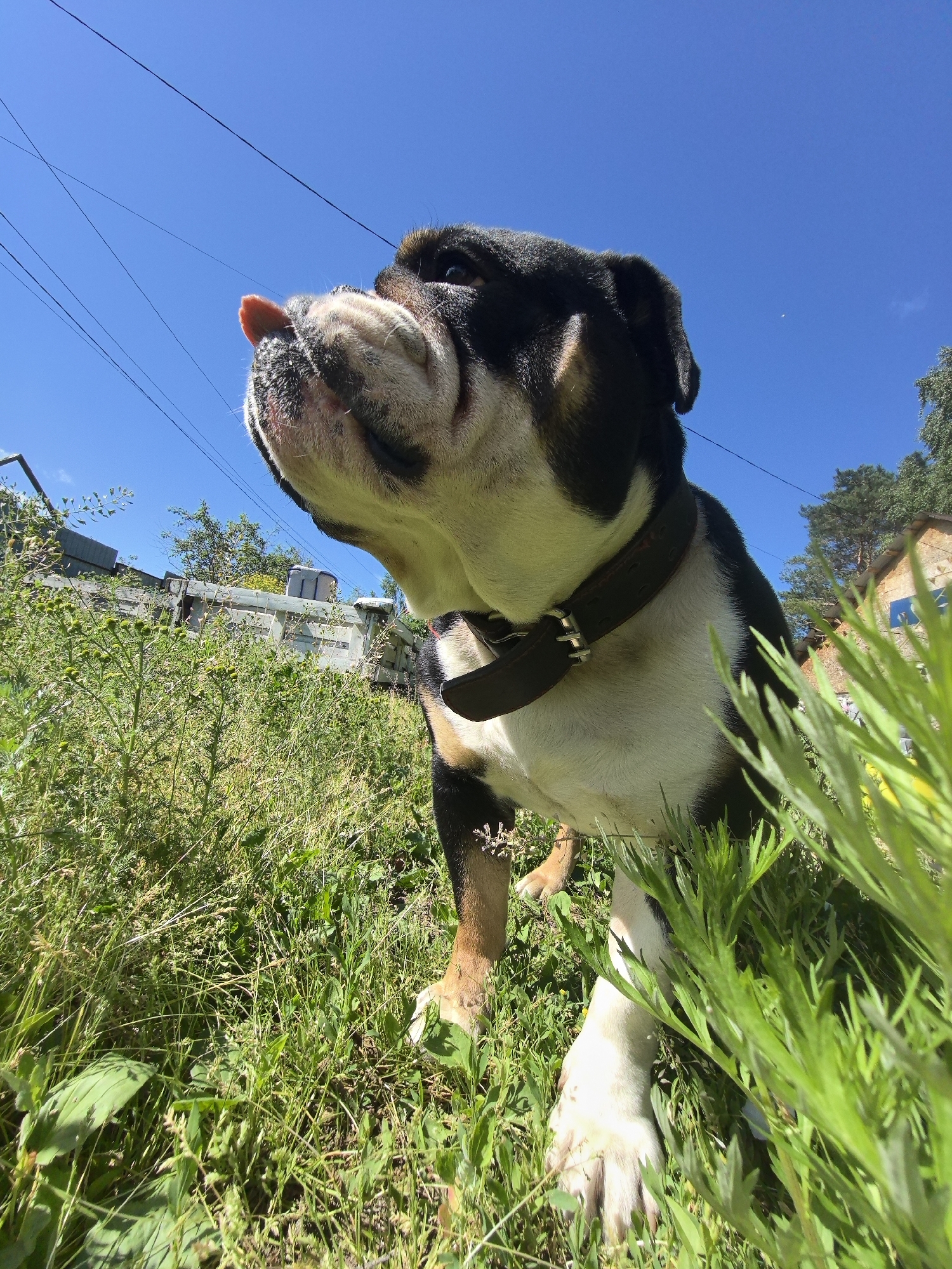 An outdoor, low-angle, medium shot captures an American Bulldog standing in tall green grass under a clear blue sky. The dog is facing left and slightly upward, with its tongue extended and a pinkish-orange hue. Its fur is a mix of black, white, and tan. A dark leather collar with metal accents is around its neck. In the background, a light-colored wooden fence or structure runs horizontally, with some vegetation and trees visible beyond it. Power lines are also visible against the sky. The scene appears to be in a residential or rural area. The photographer's perspective suggests they are very close to the ground, possibly at dog-level. No people are present in the frame. There is no specific information within the image to determine the location as Noviy, Russia.